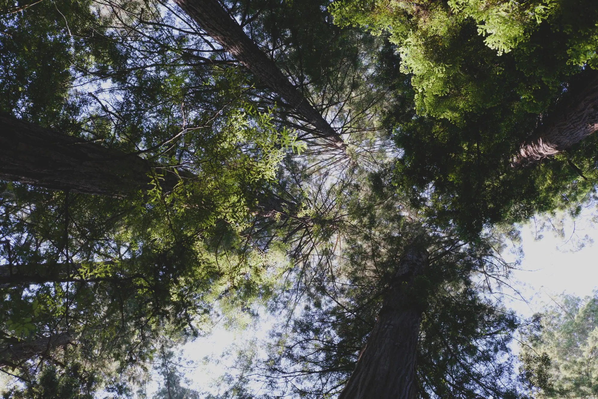 Photo from We rounded out the day with a peaceful hike through Big Hendy Grove at Hendy Woods State Park, a…, Mendocino, CA