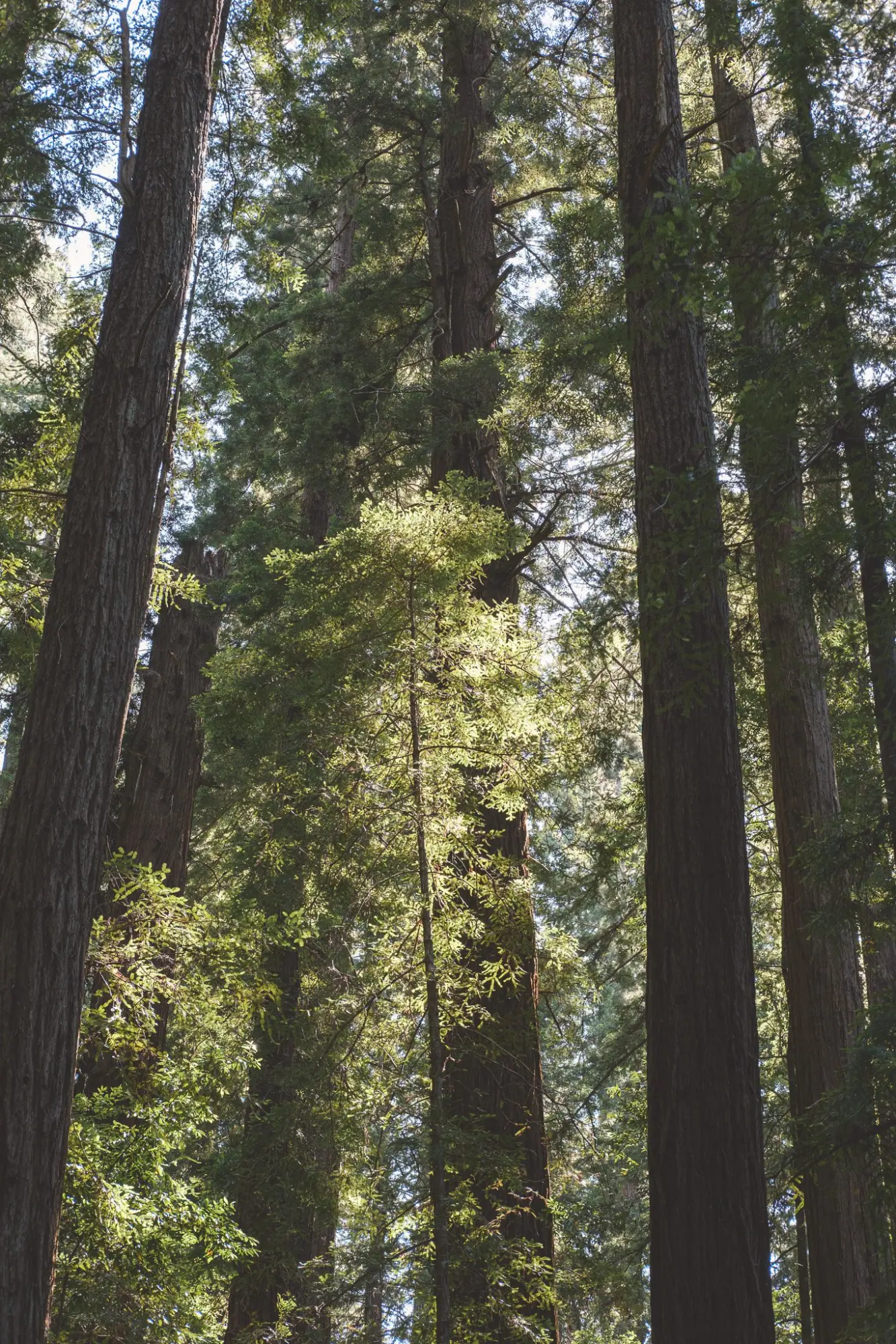 Photo from We rounded out the day with a peaceful hike through Big Hendy Grove at Hendy Woods State Park, a…, Mendocino, CA