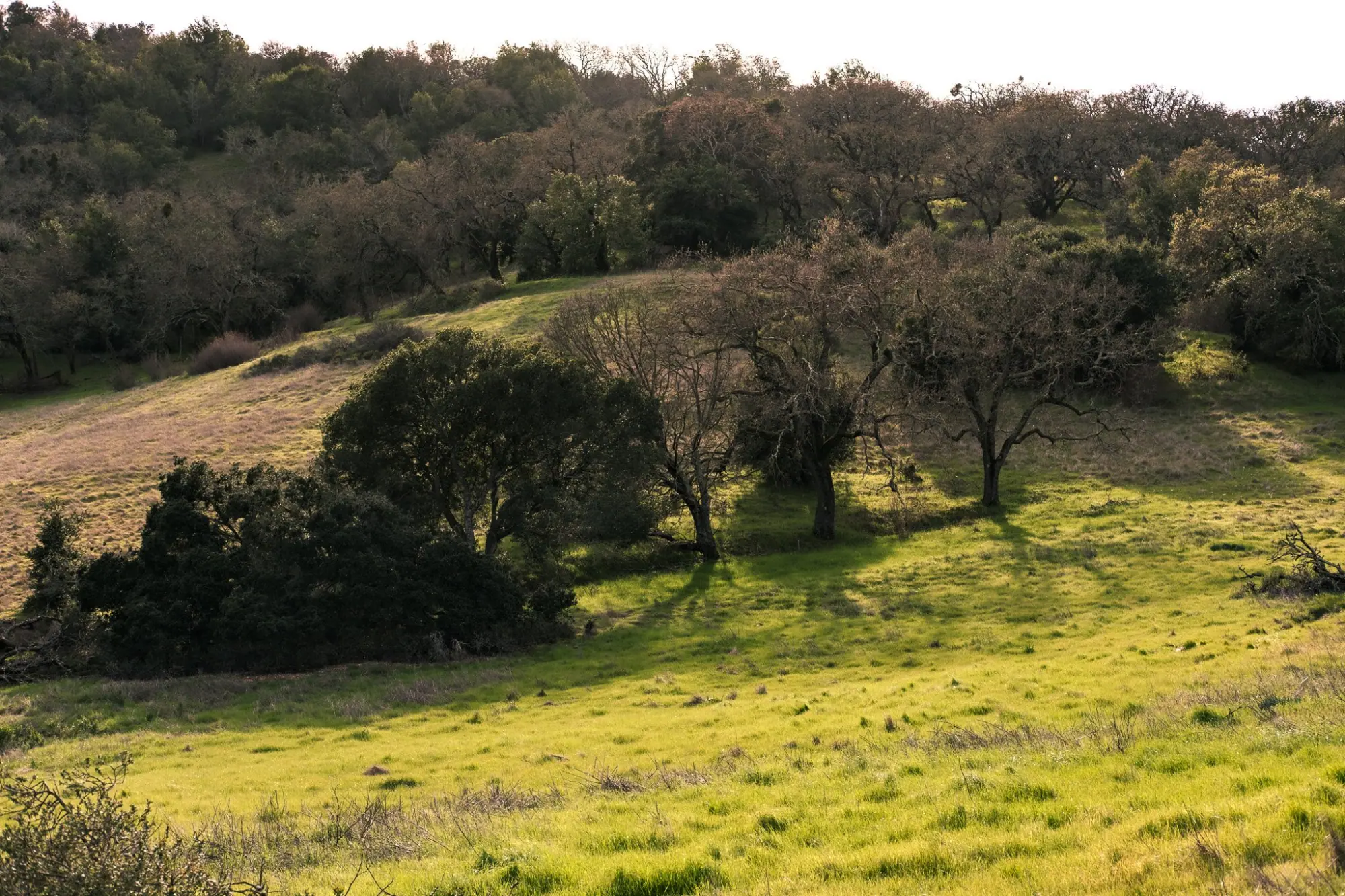 Photo from A Picture-Perfect Day, Novato, CA