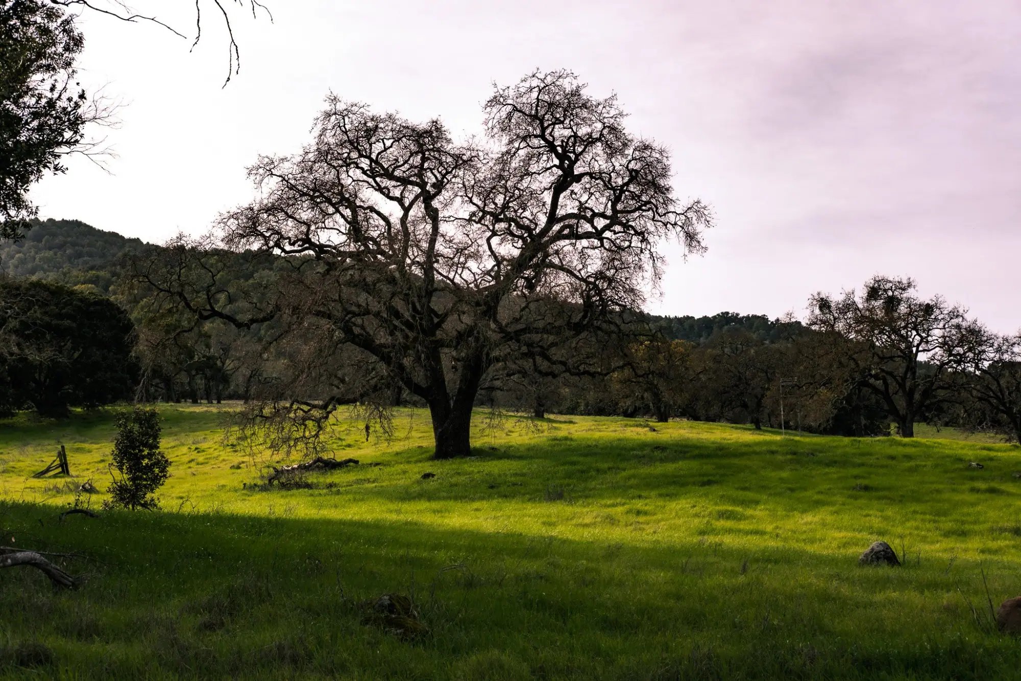 Photo from A Picture-Perfect Day, Novato, CA