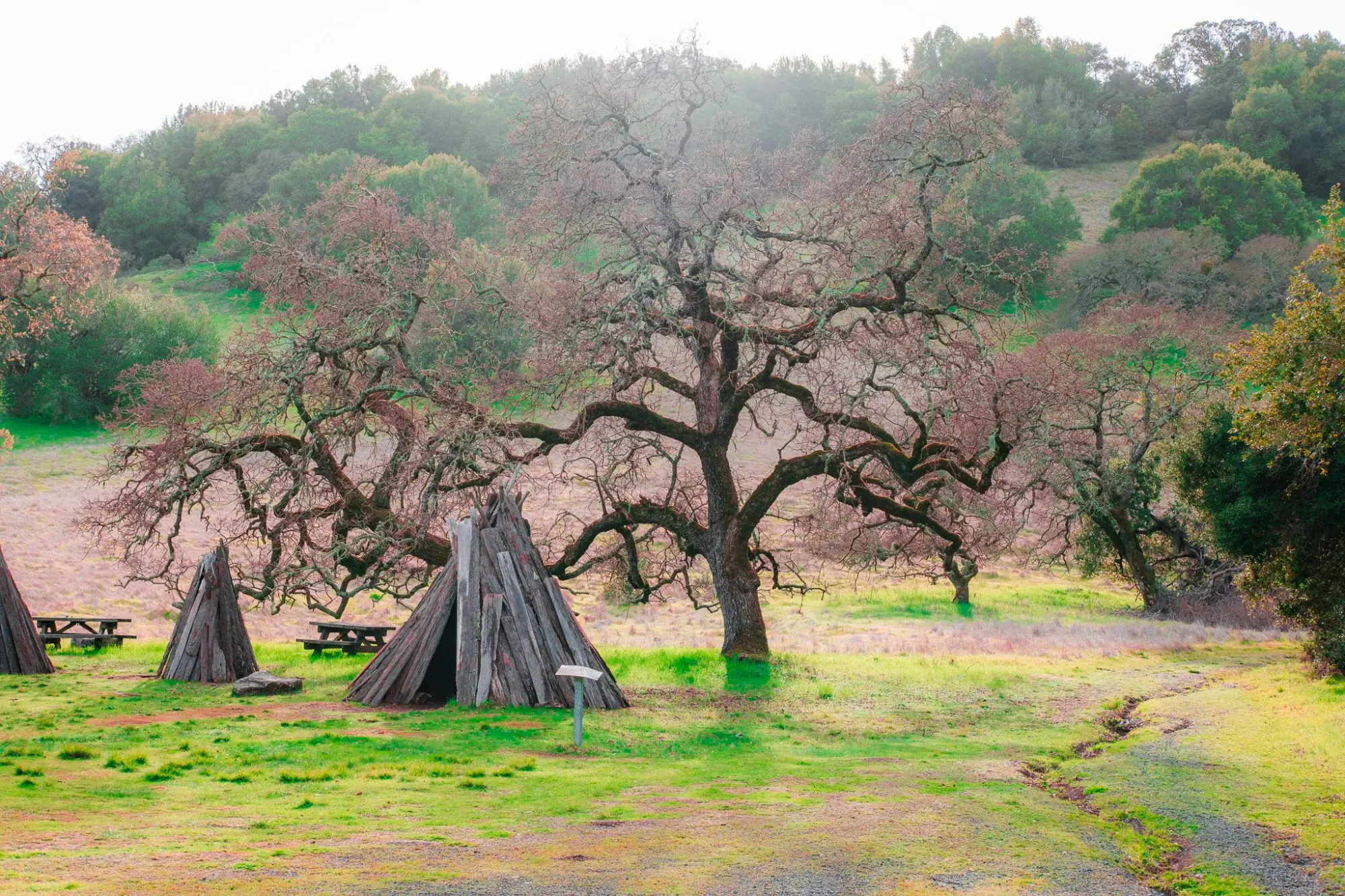 Photo from A Picture-Perfect Day, Novato, CA