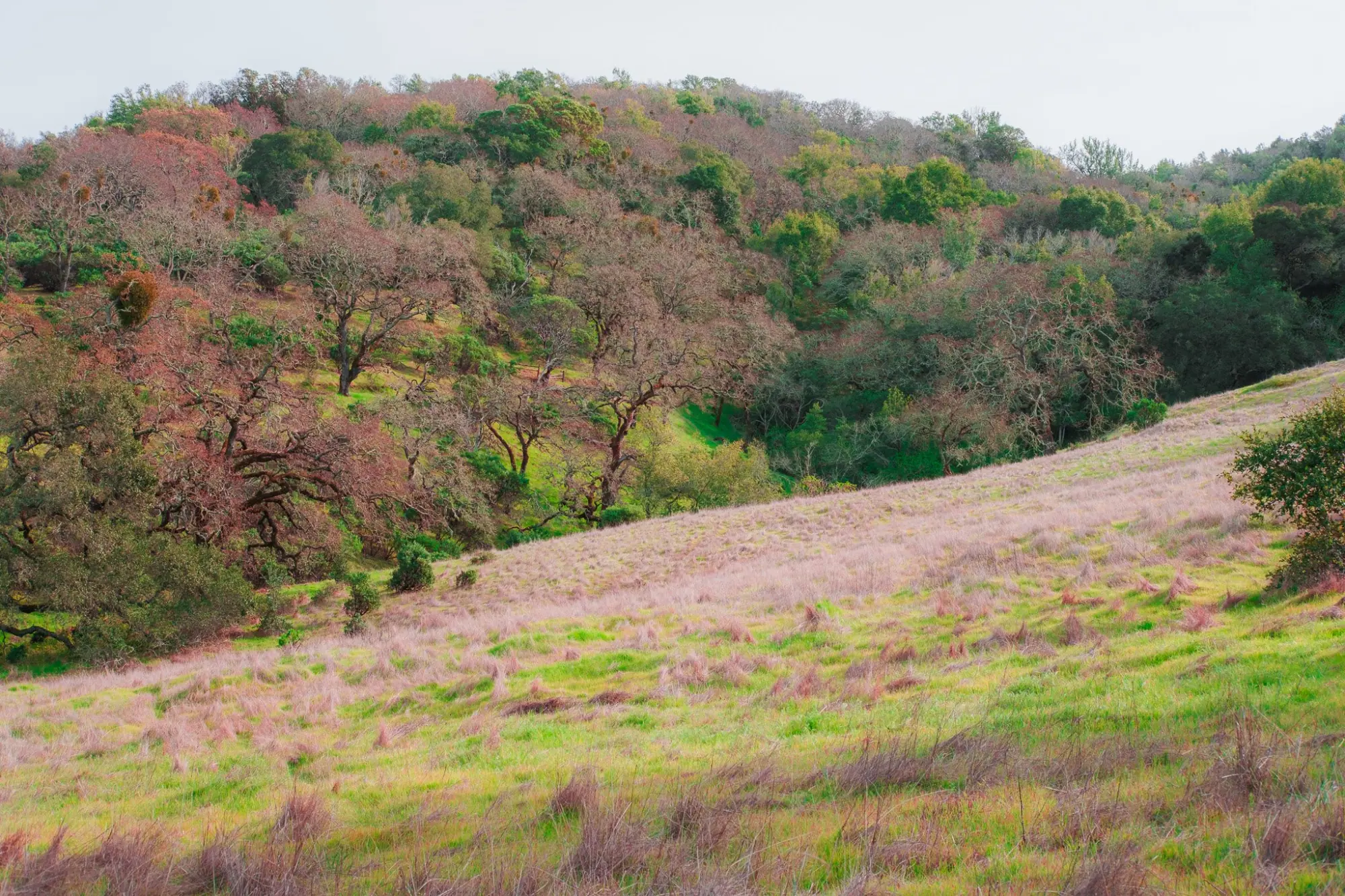 Photo from Hiking the Loop Trail, Novato, CA