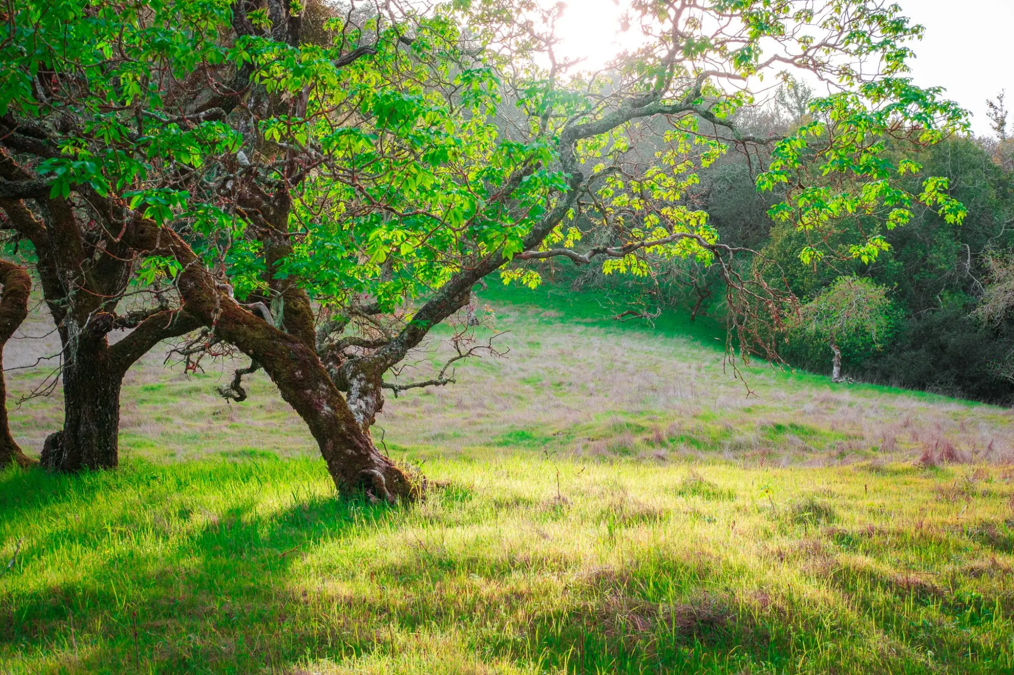Photo from Hiking the Loop Trail, Novato, CA