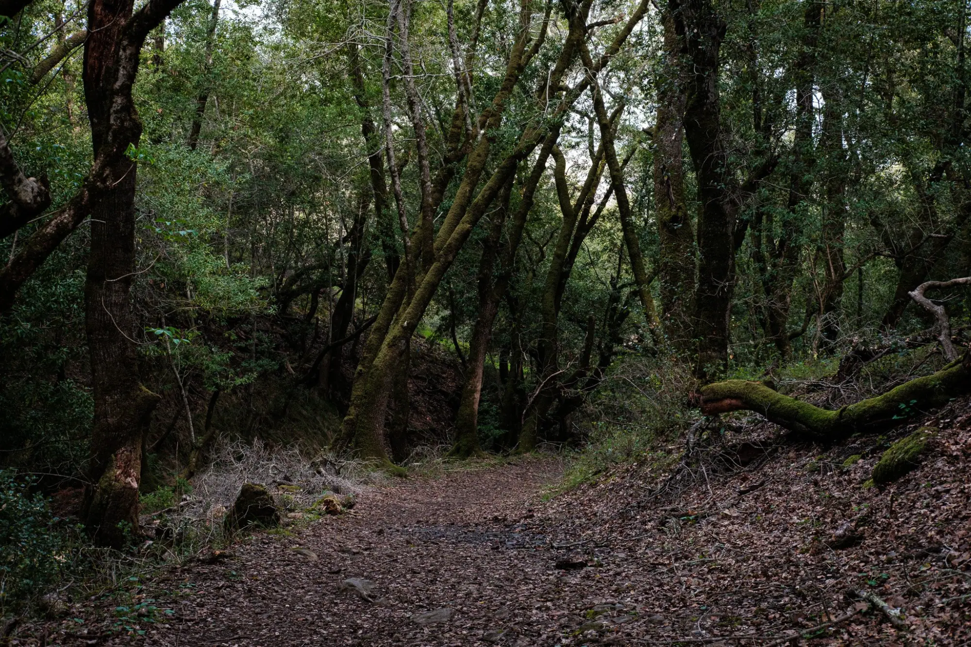Photo from Hiking the Loop Trail, Novato, CA