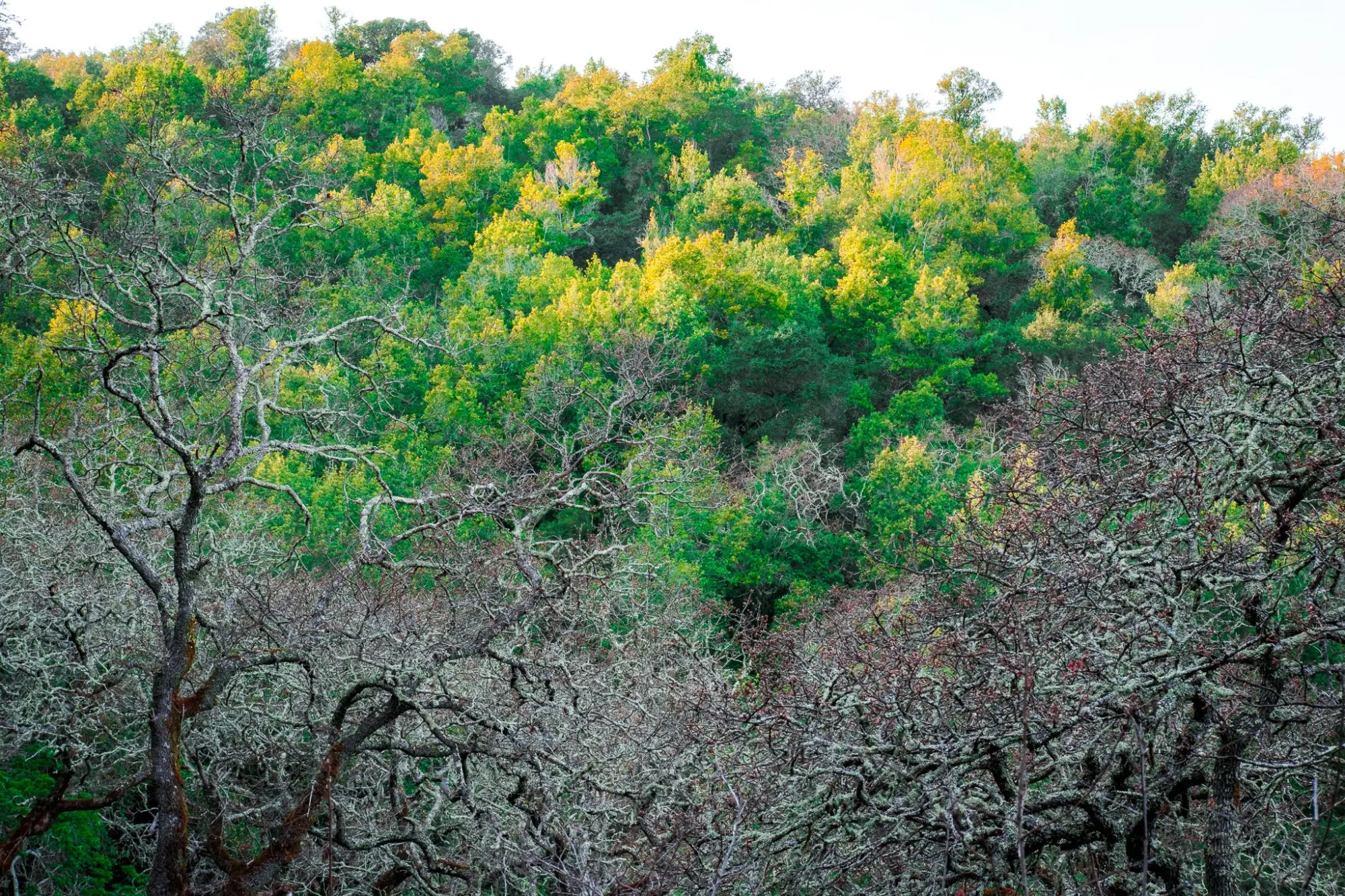Photo from Hiking the Loop Trail, Novato, CA