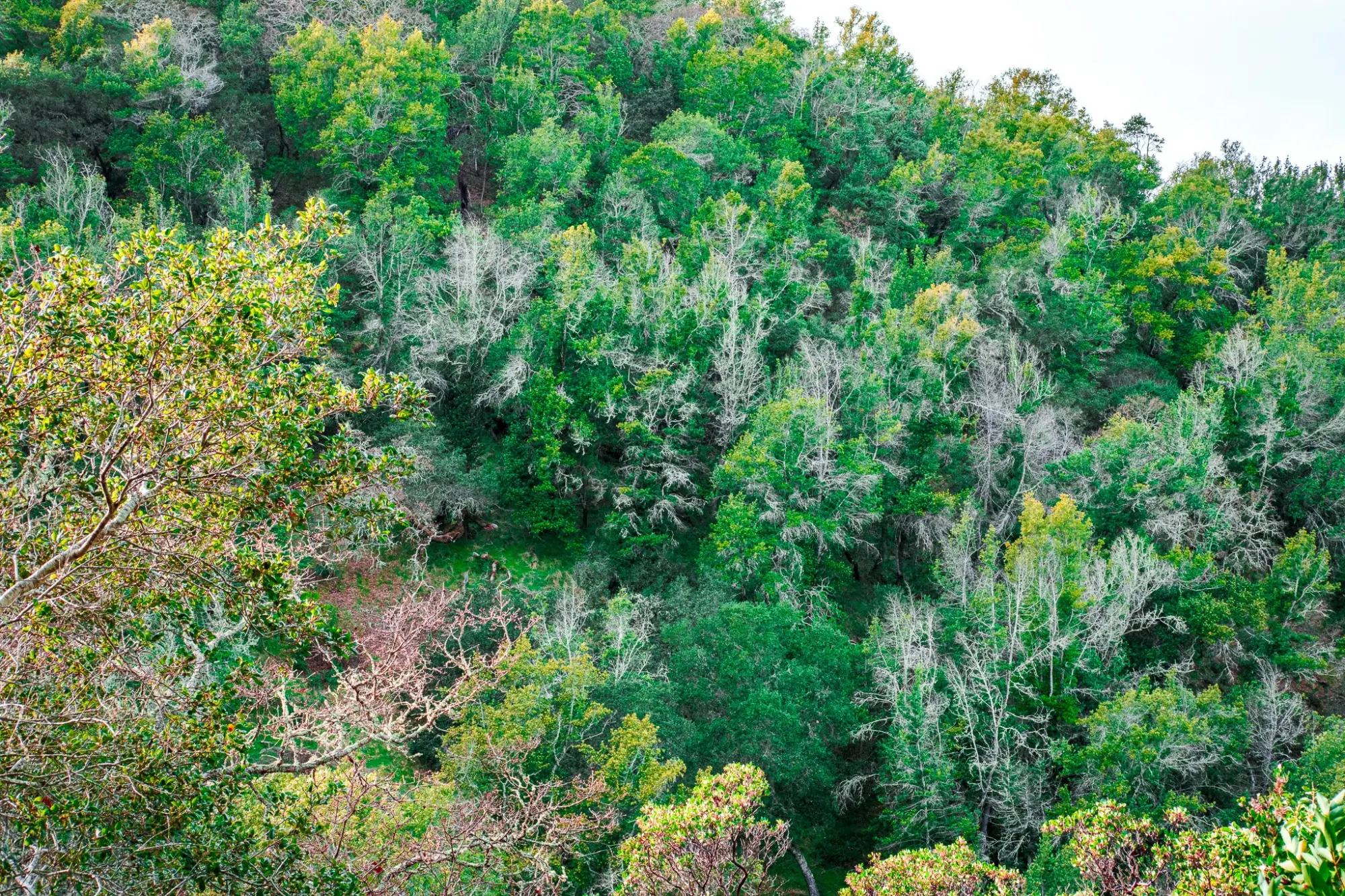Photo from Hiking the Loop Trail, Novato, CA