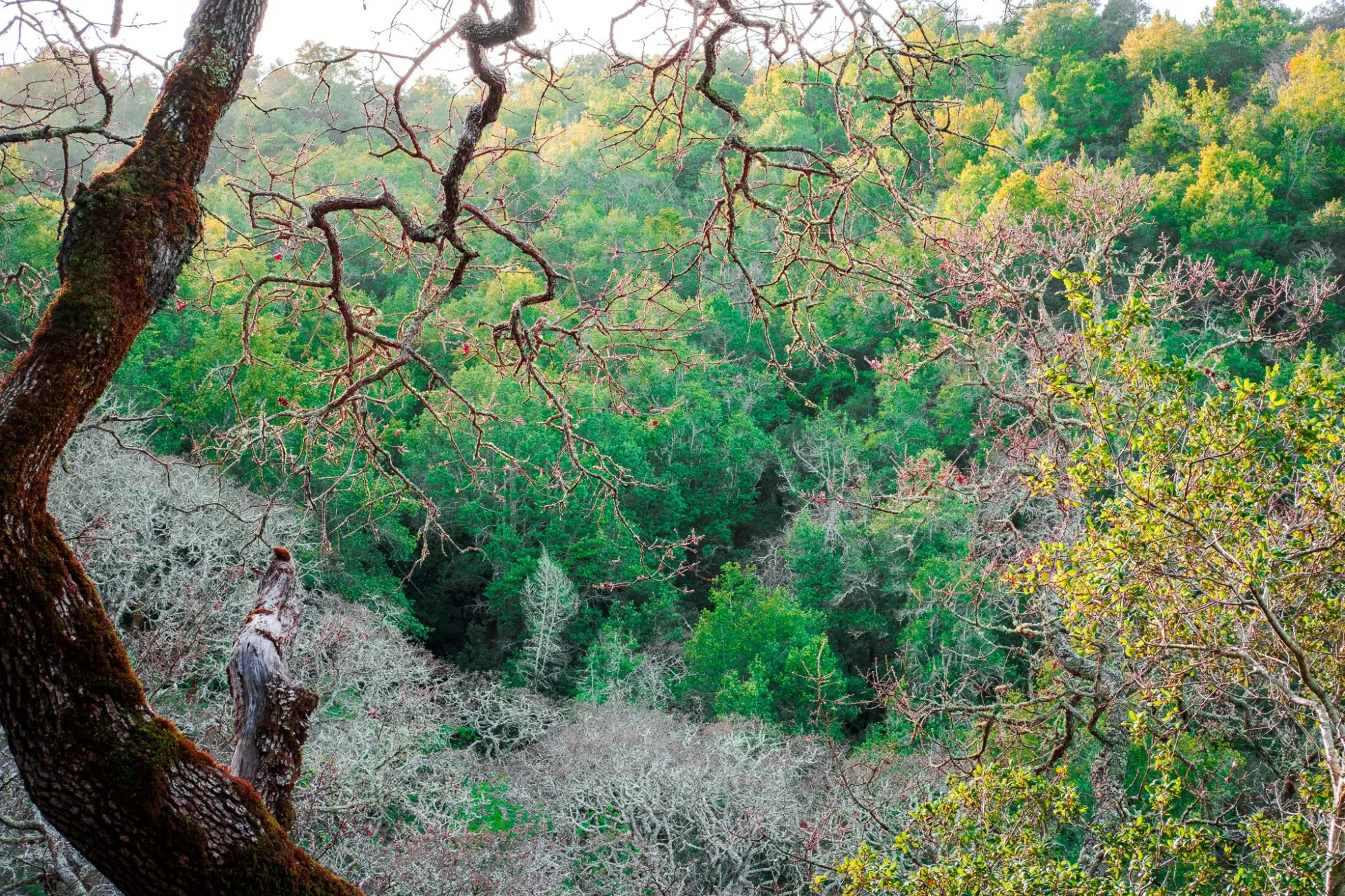 Photo from Hiking the Loop Trail, Novato, CA