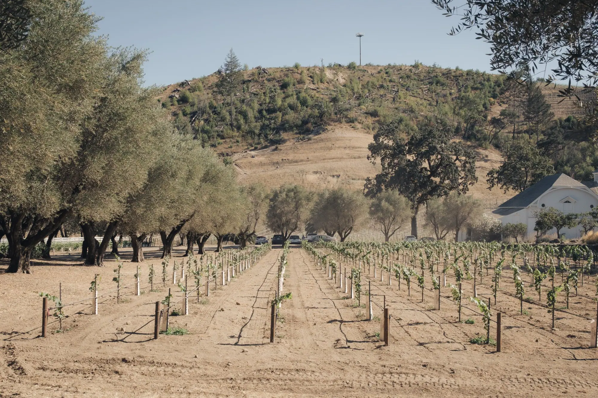 Photo from There are evenings that feel like they belong to another world — and Spring Mountain Vineyard’s Summer…, St. Helena, CA