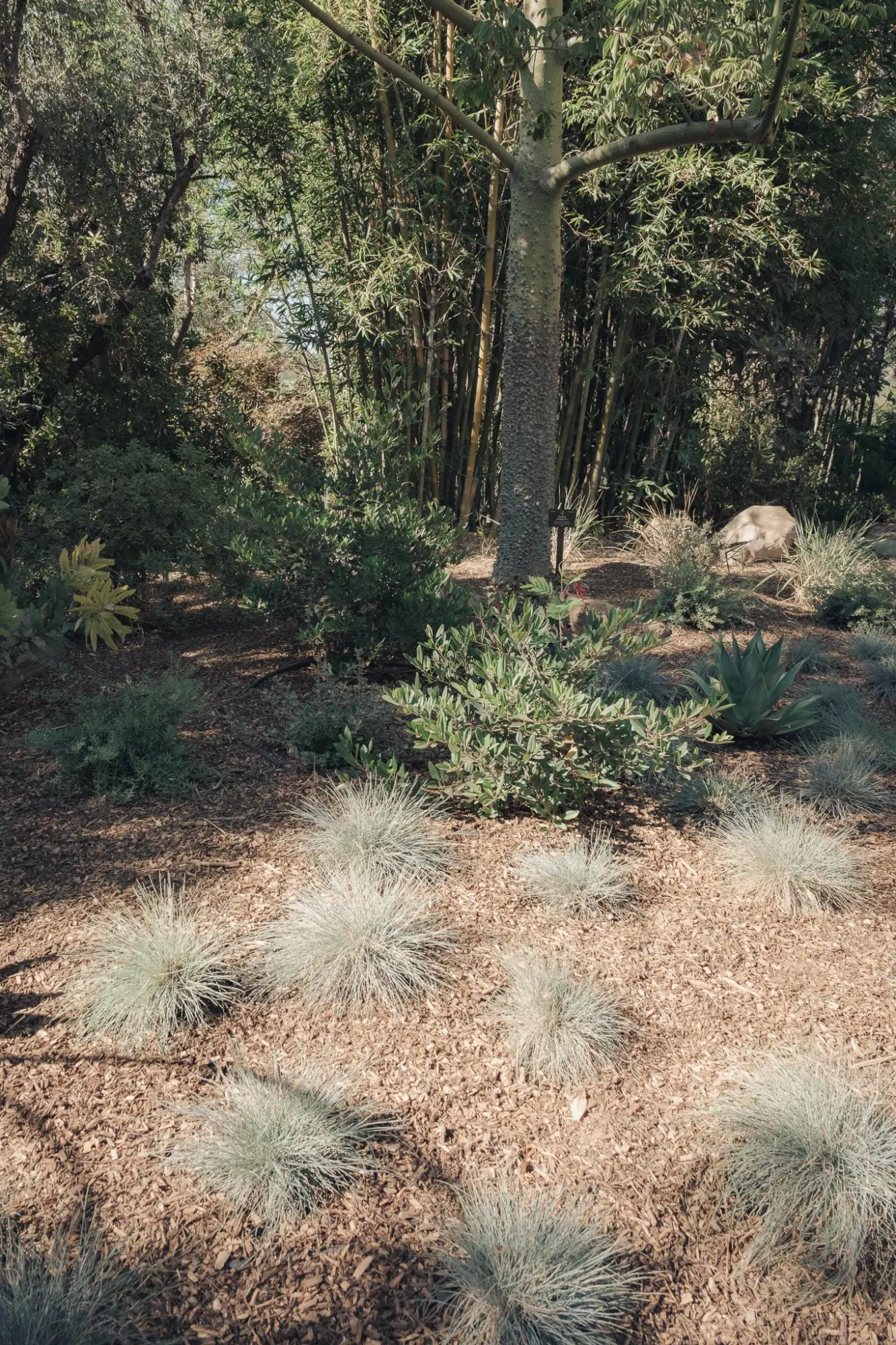 Photo from Gardens Brought Back to Life, St. Helena, CA