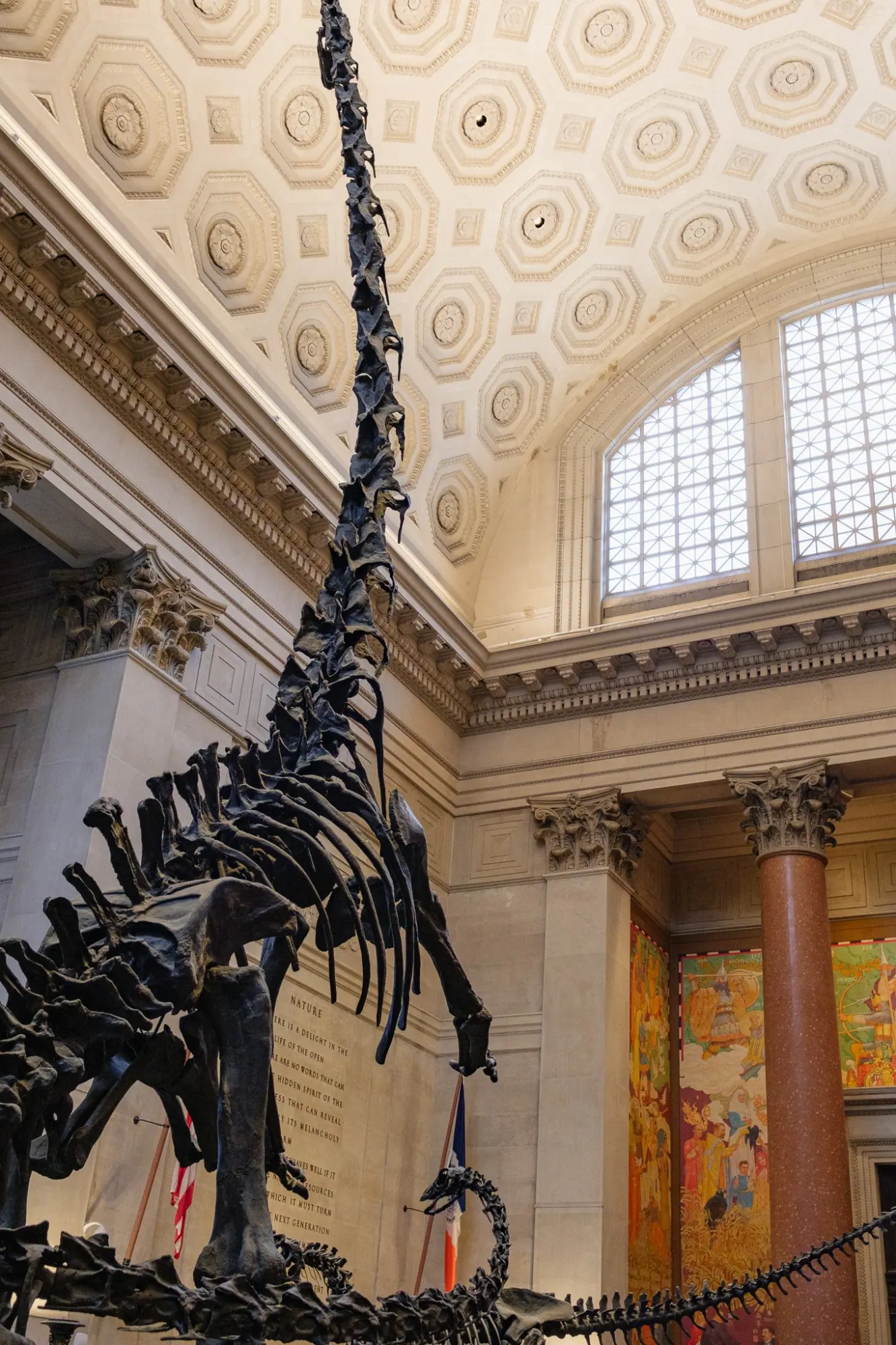 Photo from American Museum of Natural History, New York, NY