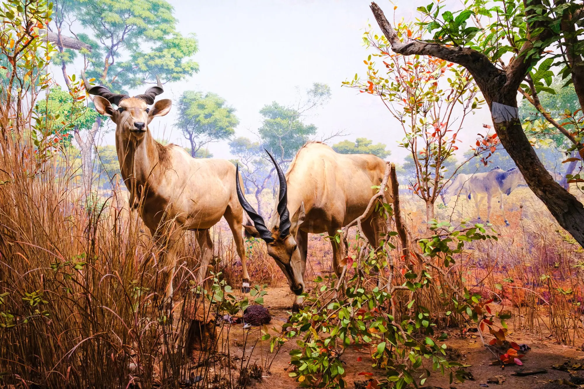 Photo from American Museum of Natural History, New York, NY