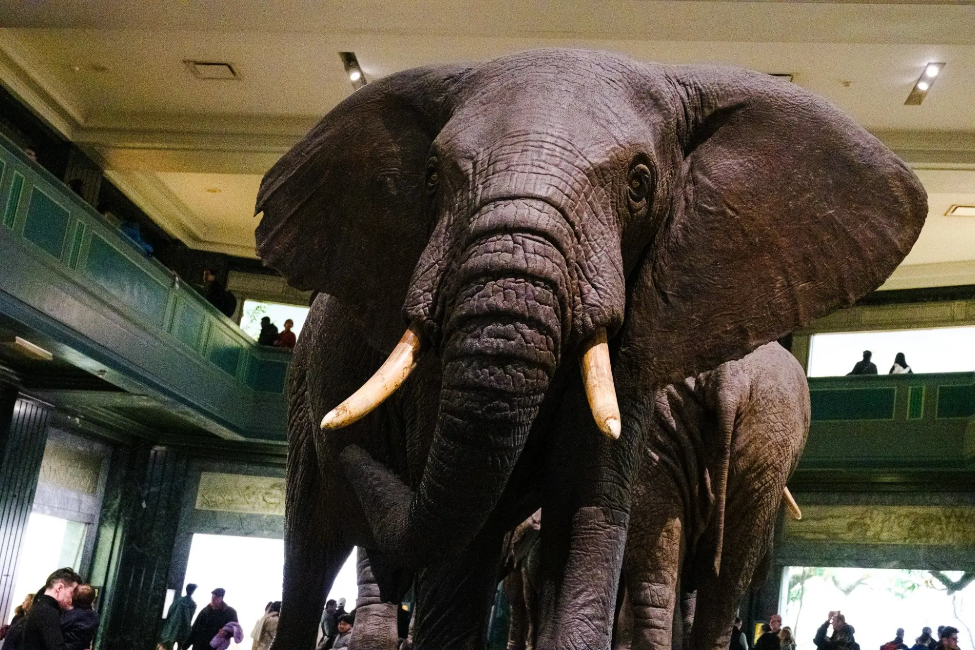 Photo from American Museum of Natural History, New York, NY