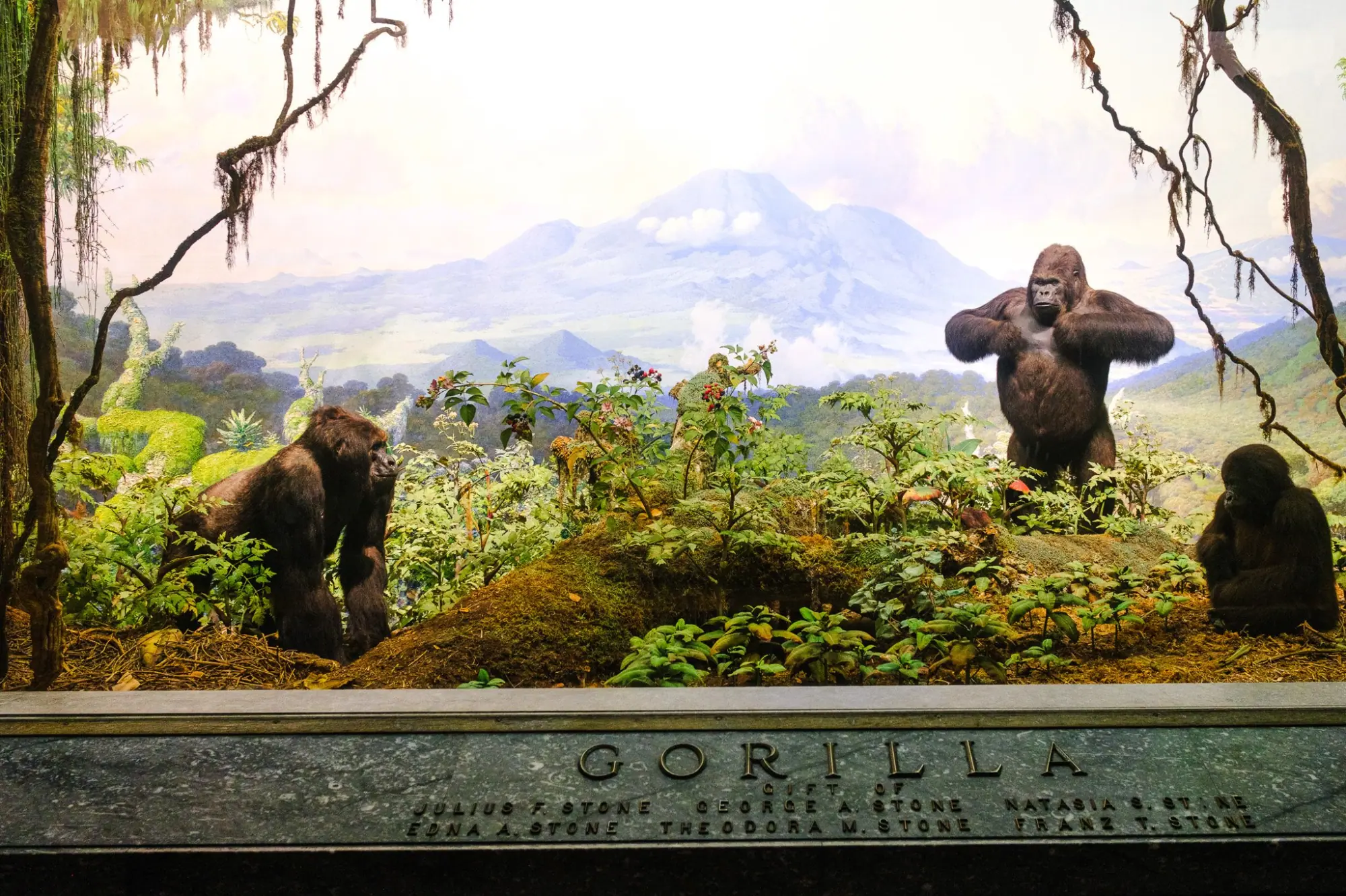 Photo from American Museum of Natural History, New York, NY