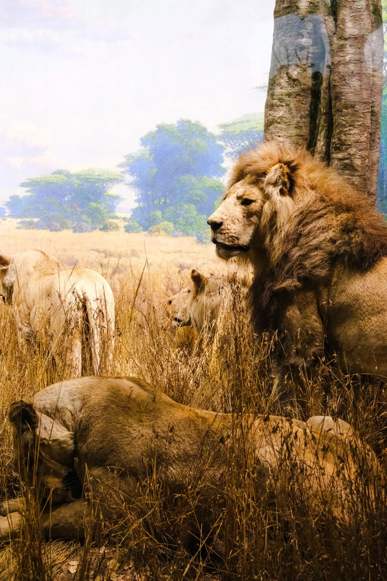 Photo from American Museum of Natural History, New York, NY