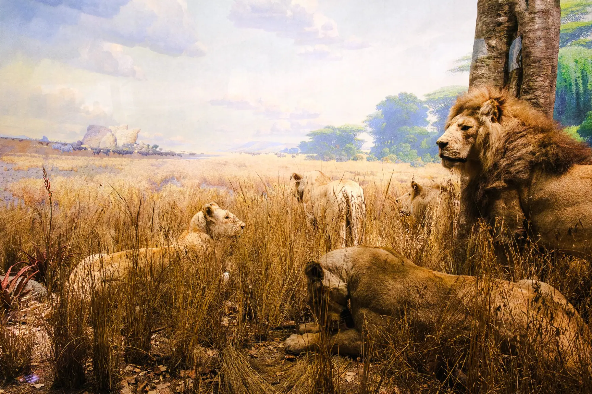 Photo from American Museum of Natural History, New York, NY