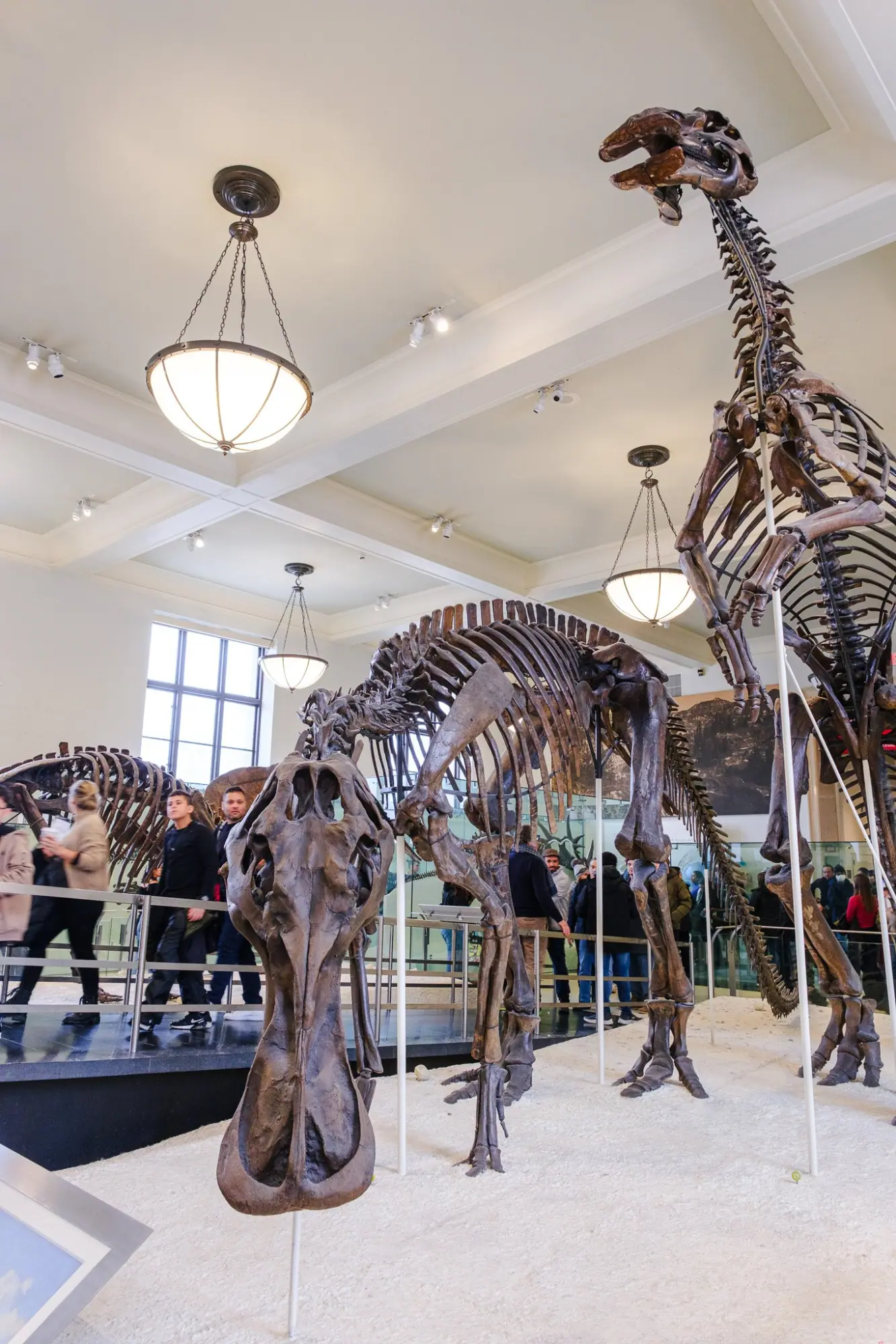 Photo from American Museum of Natural History, New York, NY
