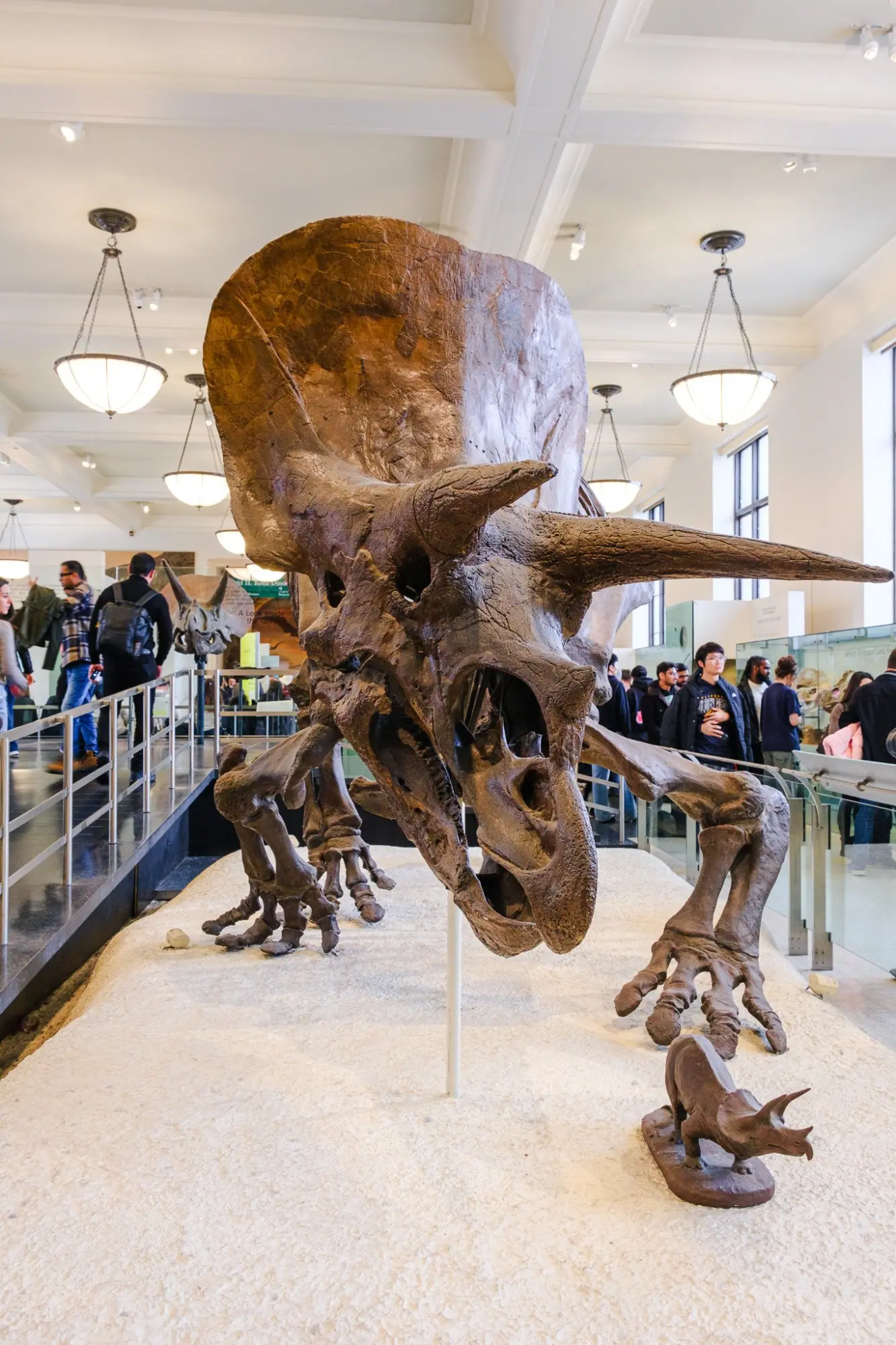 Photo from American Museum of Natural History, New York, NY