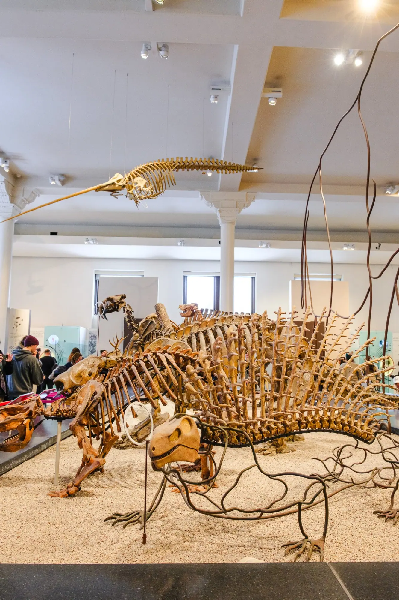 Photo from American Museum of Natural History, New York, NY