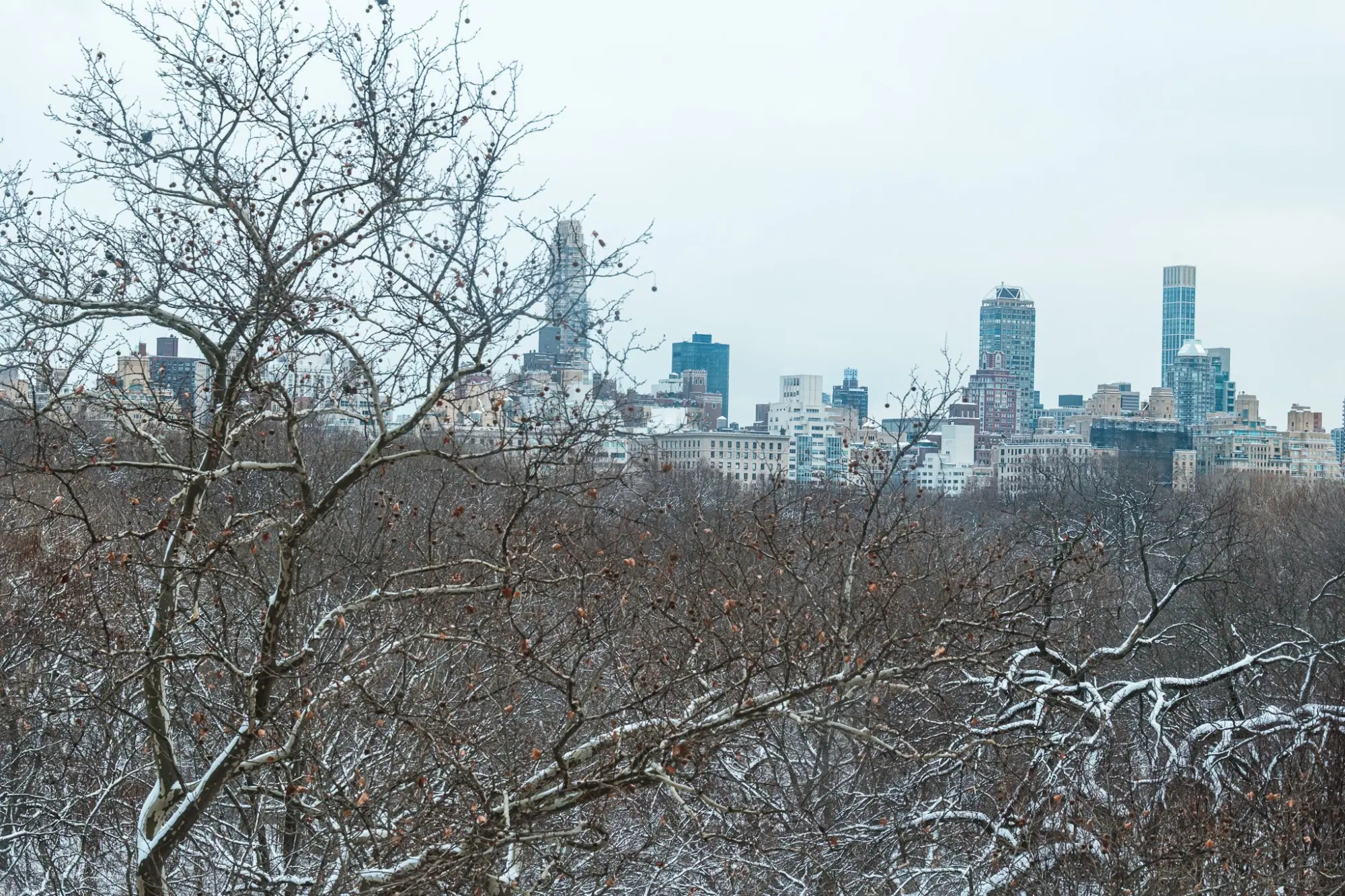 Photo from American Museum of Natural History, New York, NY