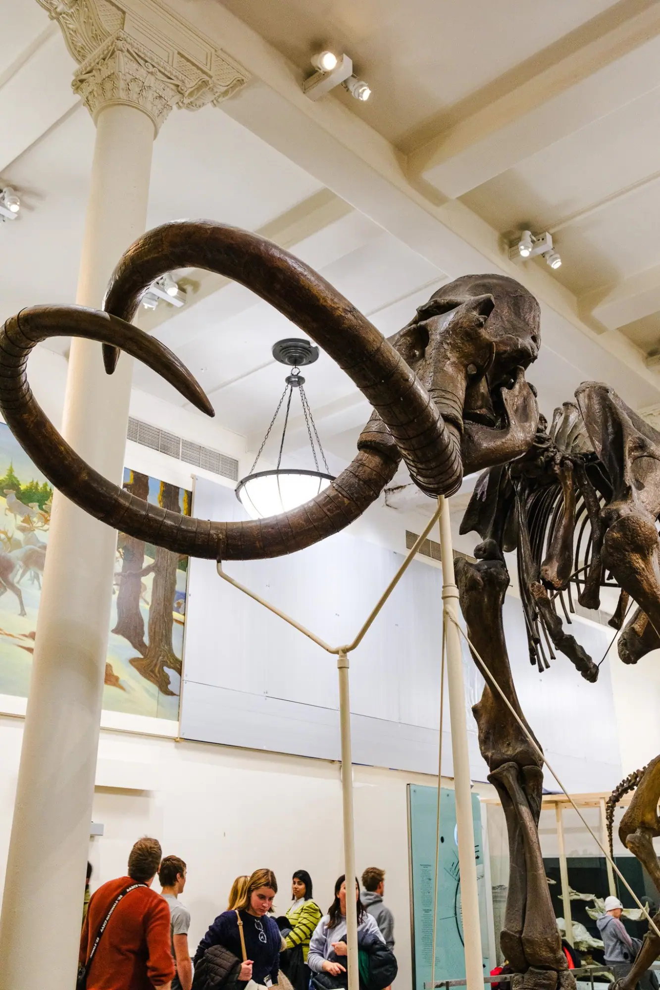 Photo from American Museum of Natural History, New York, NY