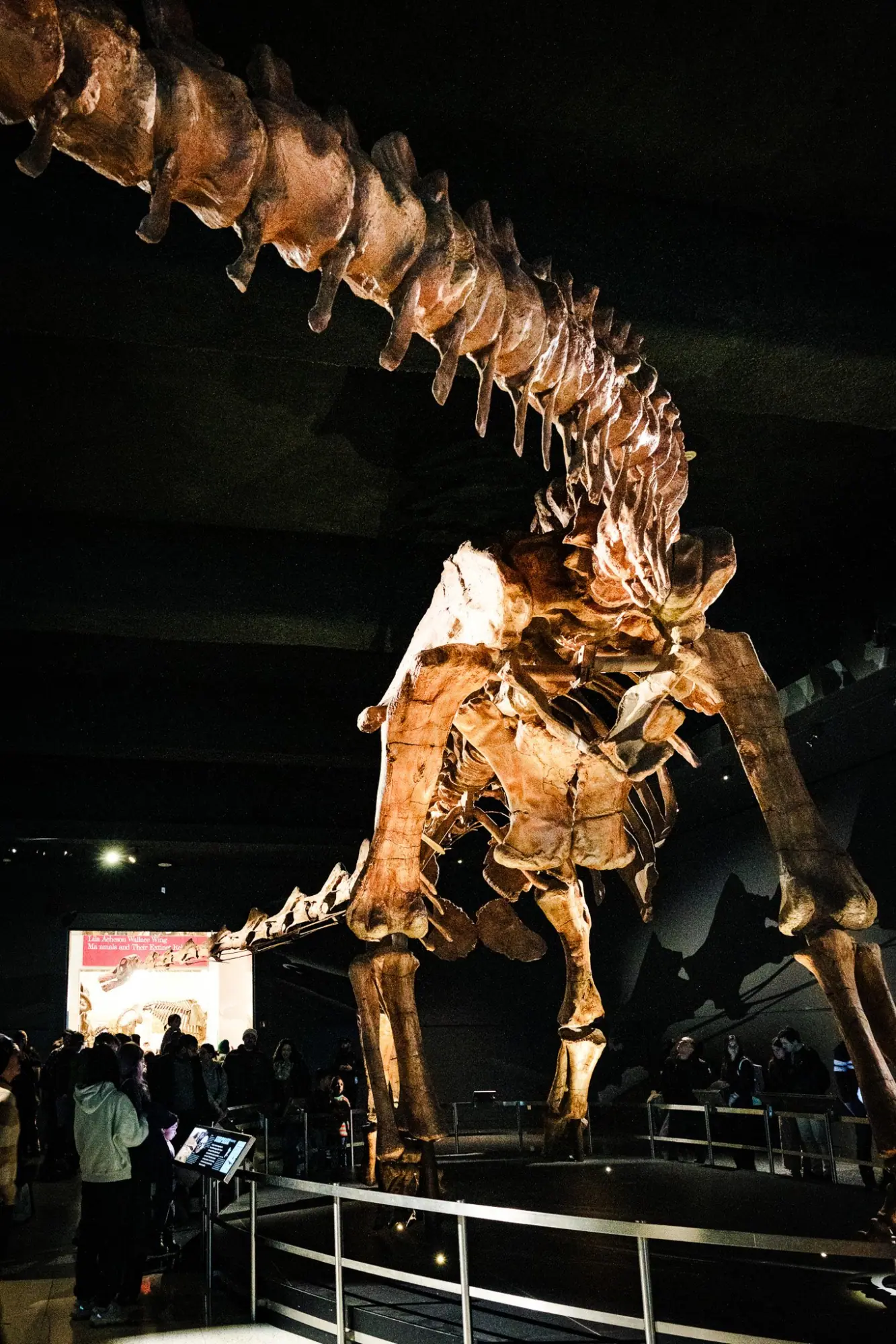 Photo from American Museum of Natural History, New York, NY