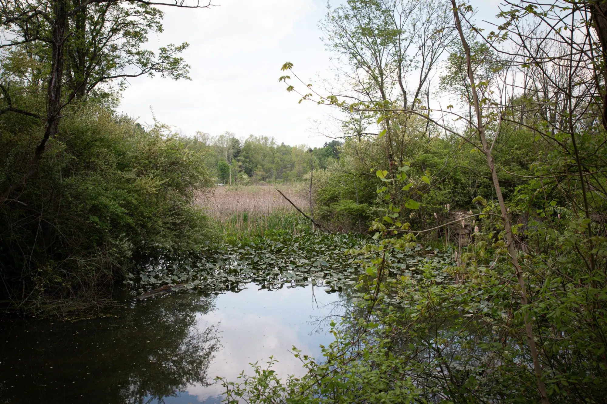 Photo from Nature beckoned at Cuyahoga National Park, where we marveled at majestic waterfalls and serene marshlands, Cleveland, OH