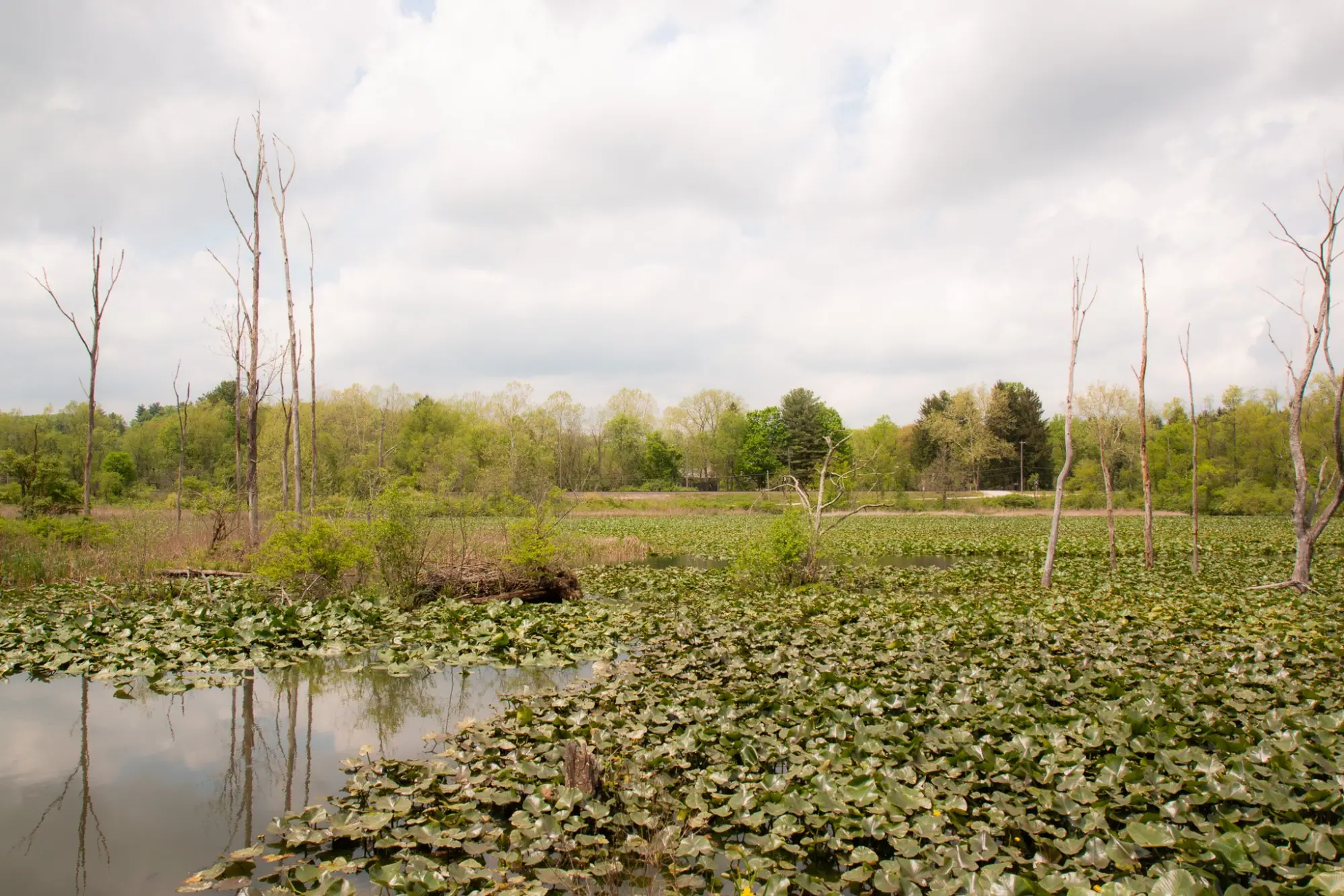 Photo from Nature beckoned at Cuyahoga National Park, where we marveled at majestic waterfalls and serene marshlands, Cleveland, OH