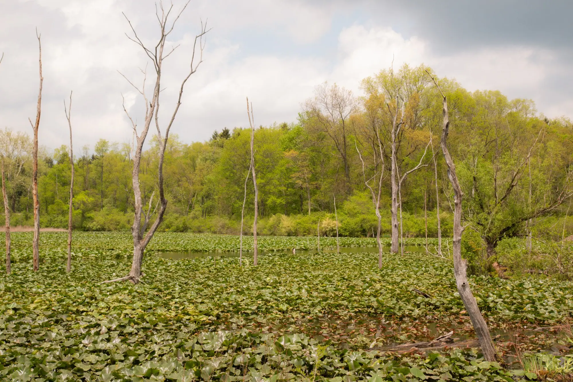 Photo from Nature beckoned at Cuyahoga National Park, where we marveled at majestic waterfalls and serene marshlands, Cleveland, OH