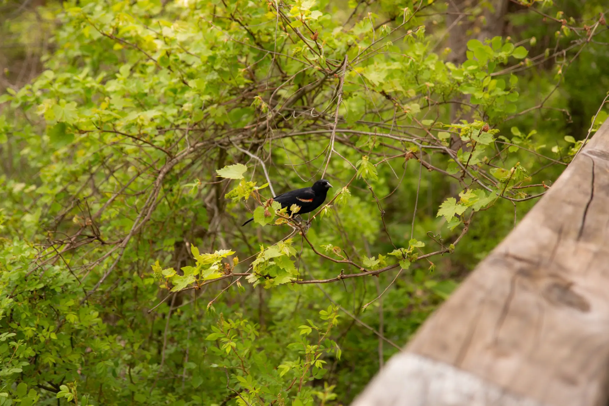 Photo from Nature beckoned at Cuyahoga National Park, where we marveled at majestic waterfalls and serene marshlands, Cleveland, OH