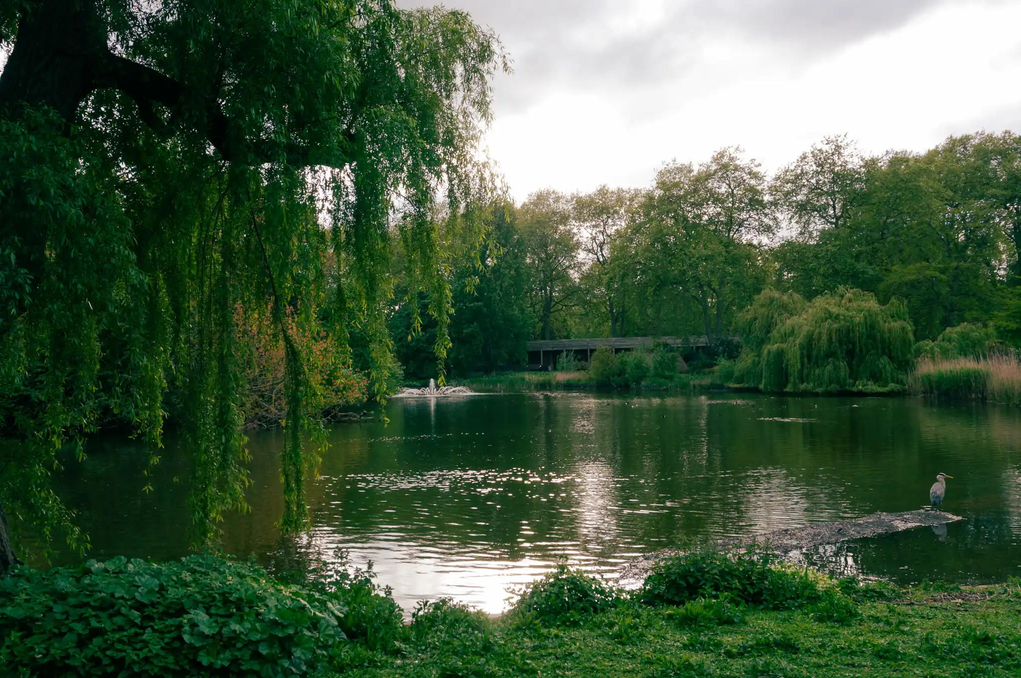 Willow and lake with the Blue Bridge in distance
