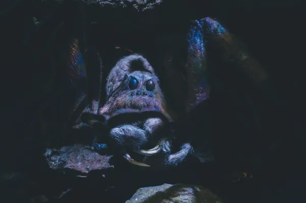 Aragog spider in the Forbidden Forest set