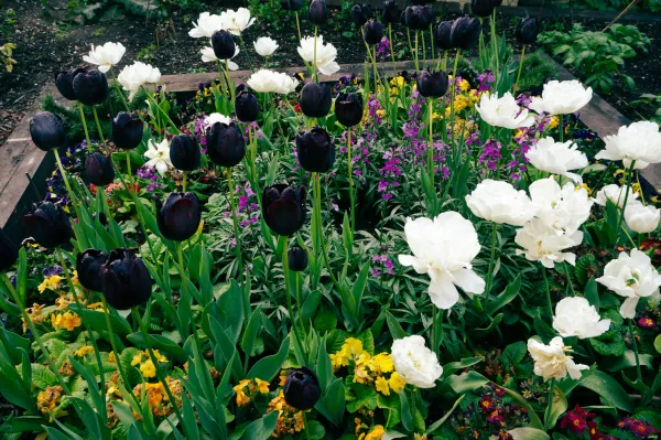 Black and white tulips in a bed