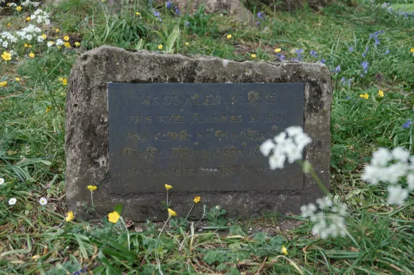 Stone plaque in grass and wildflowers