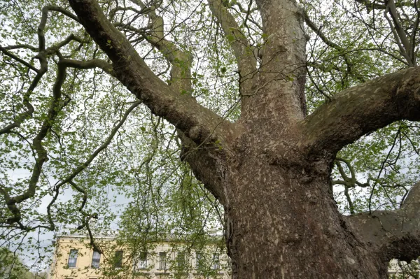 Huge plane tree, New Building behind