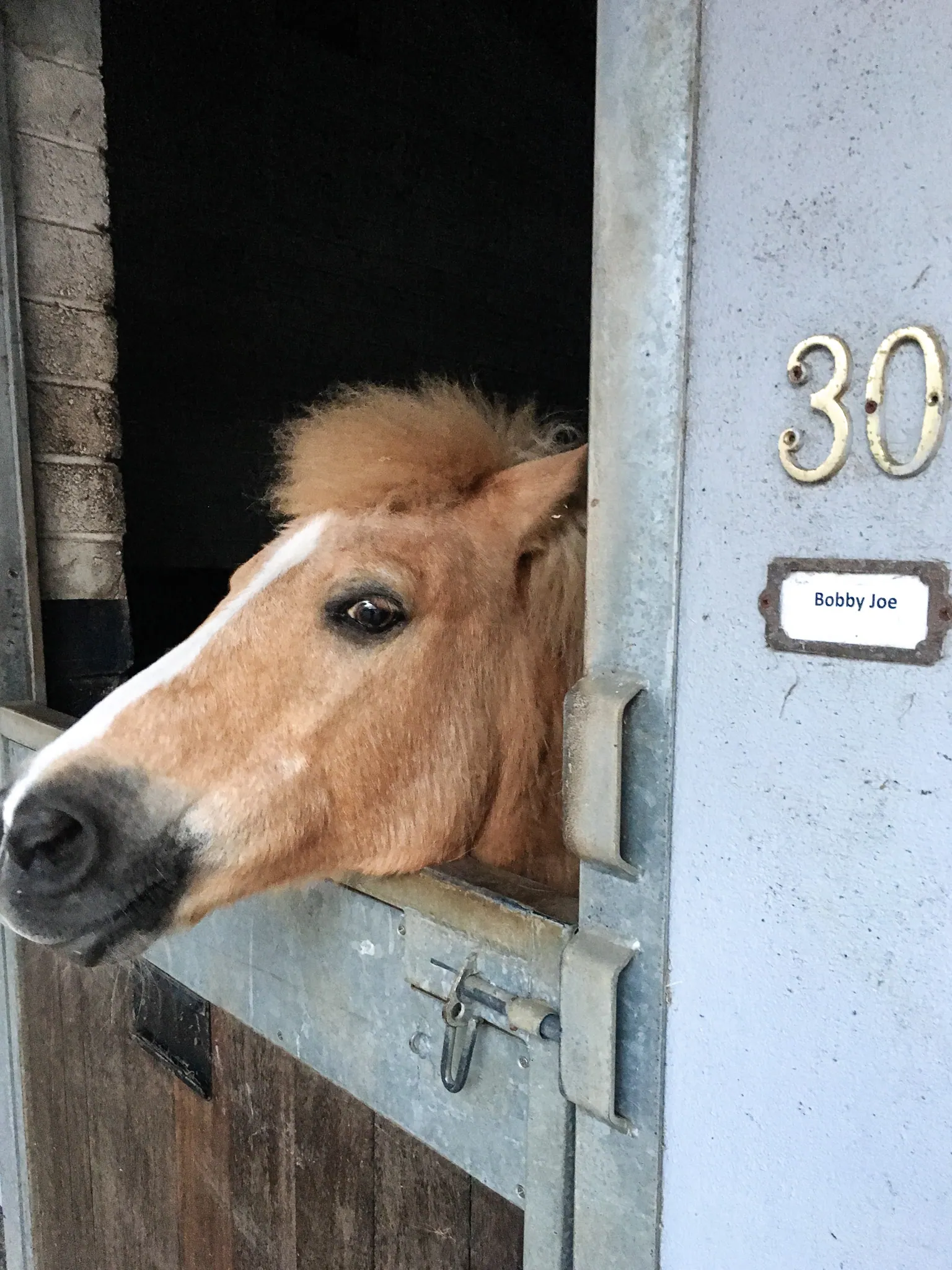 Pony looking out of stable 30