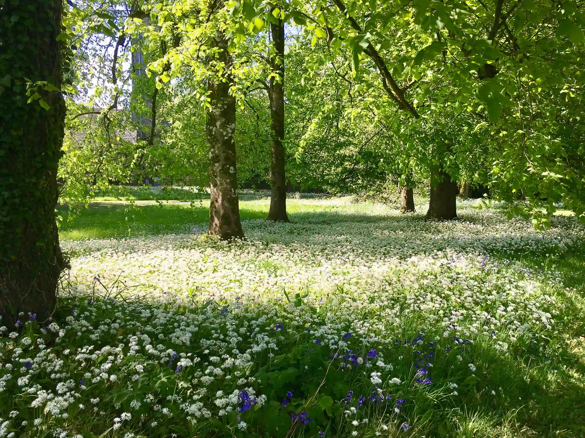 Wild garlic and bluebells under beeches