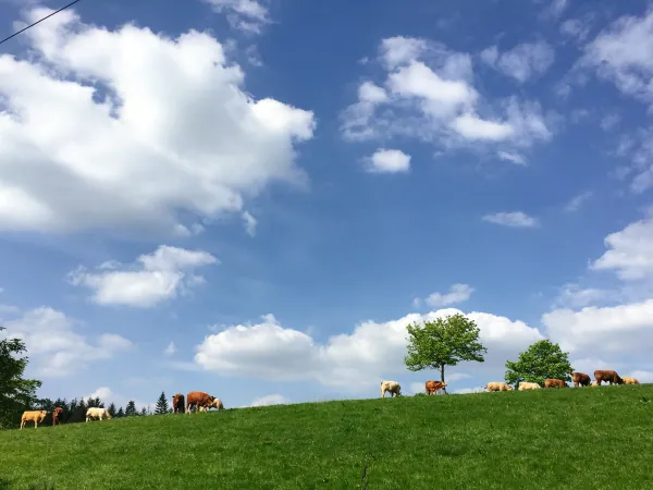 Cattle on a hill under clouds