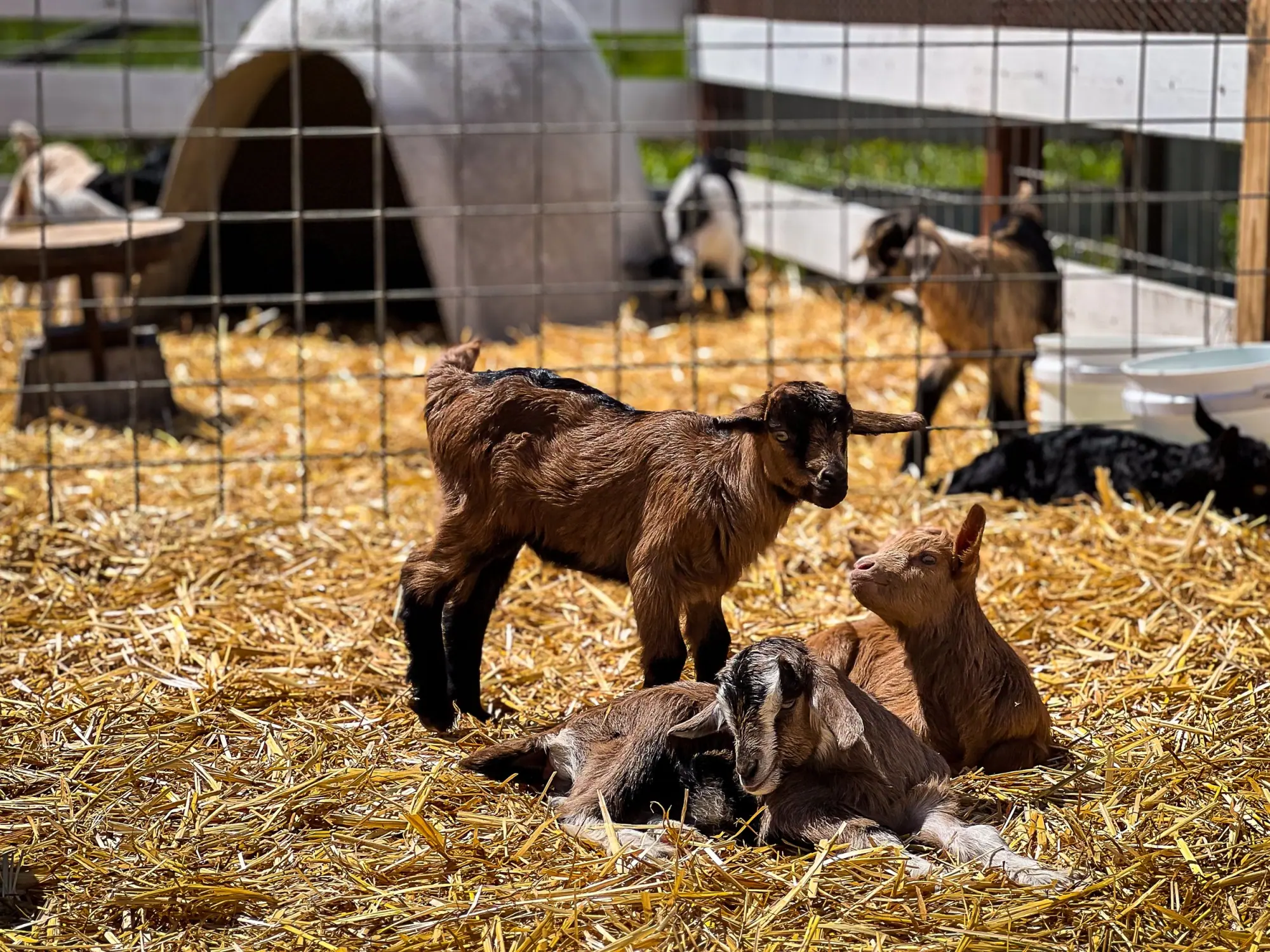 Photo from Our next stop was Harley Farms Goat Dairy, where we couldn't resist petting the adorable baby goats and…, Carmel & Monterey, CA