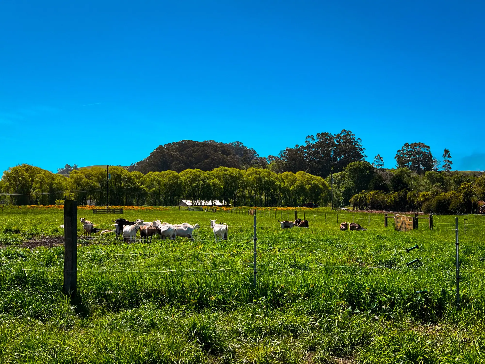 Photo from Our next stop was Harley Farms Goat Dairy, where we couldn't resist petting the adorable baby goats and…, Carmel & Monterey, CA
