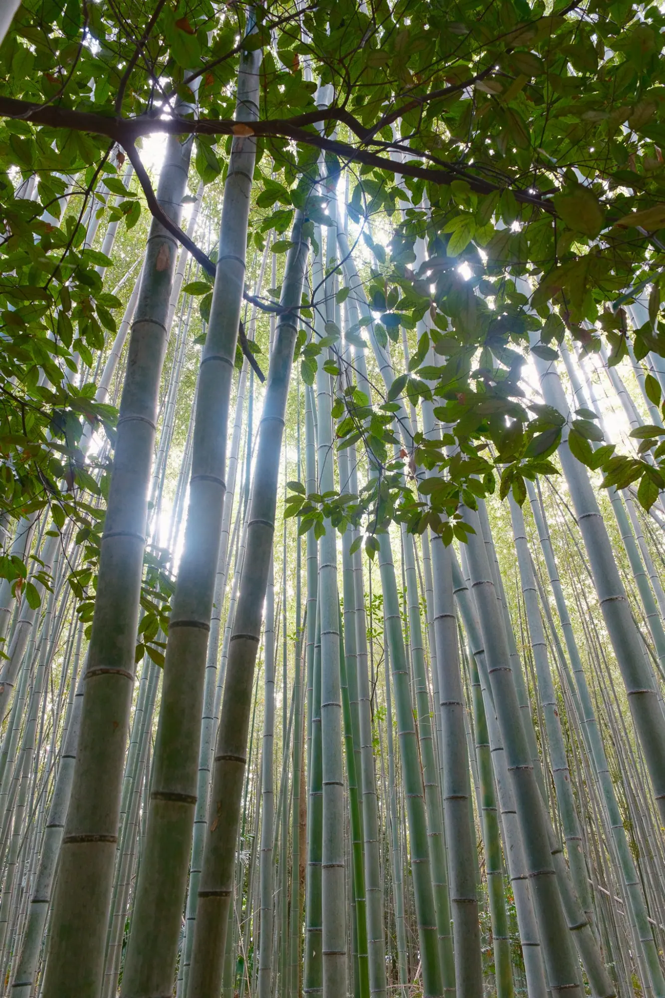 Photo from Arashiyama Bamboo Forest, Kyoto, Japan