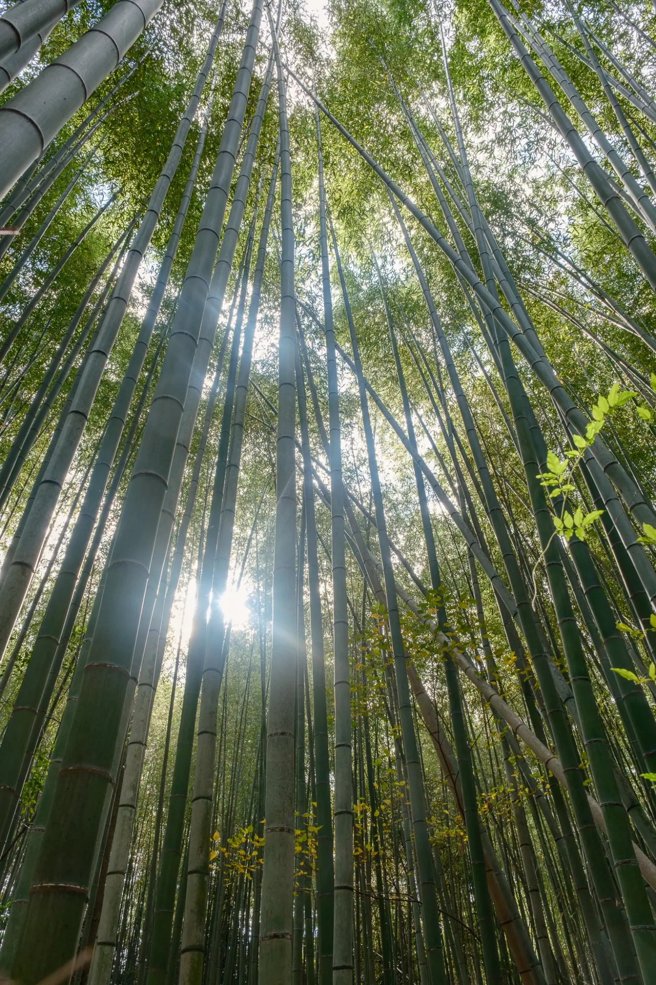Photo from Arashiyama Bamboo Forest, Kyoto, Japan