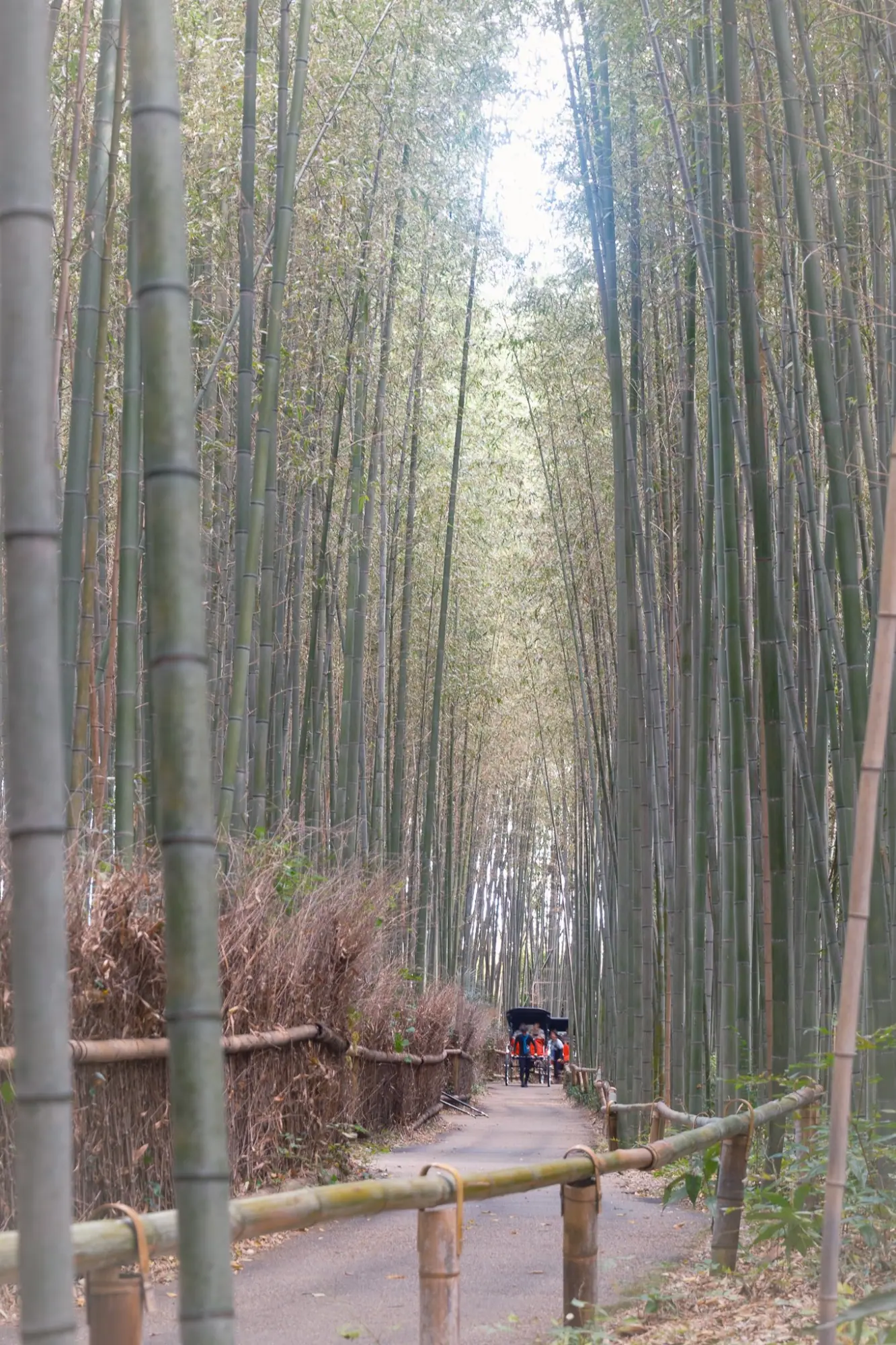 Photo from Arashiyama Bamboo Forest, Kyoto, Japan