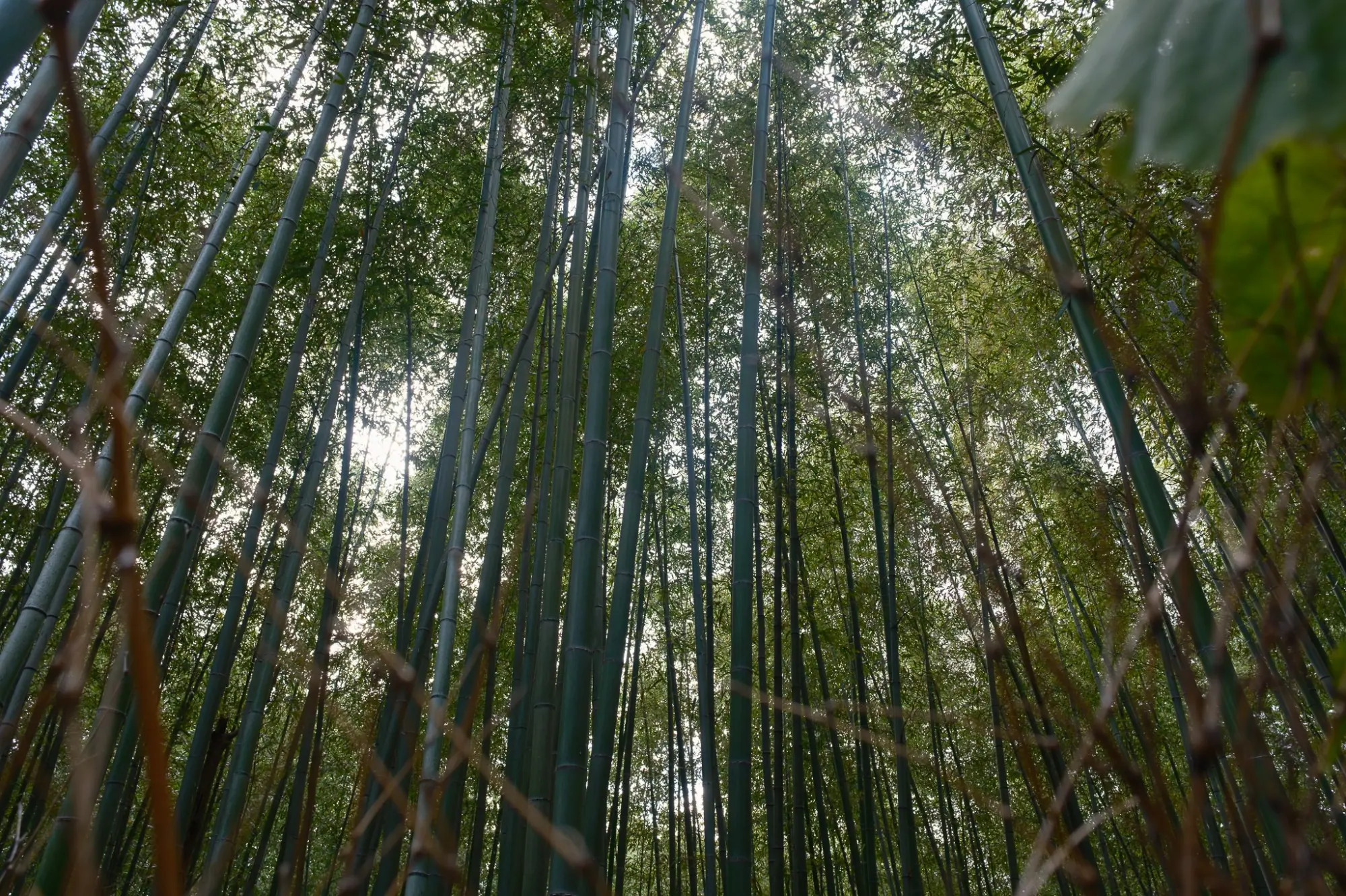 Photo from Arashiyama Bamboo Forest, Kyoto, Japan