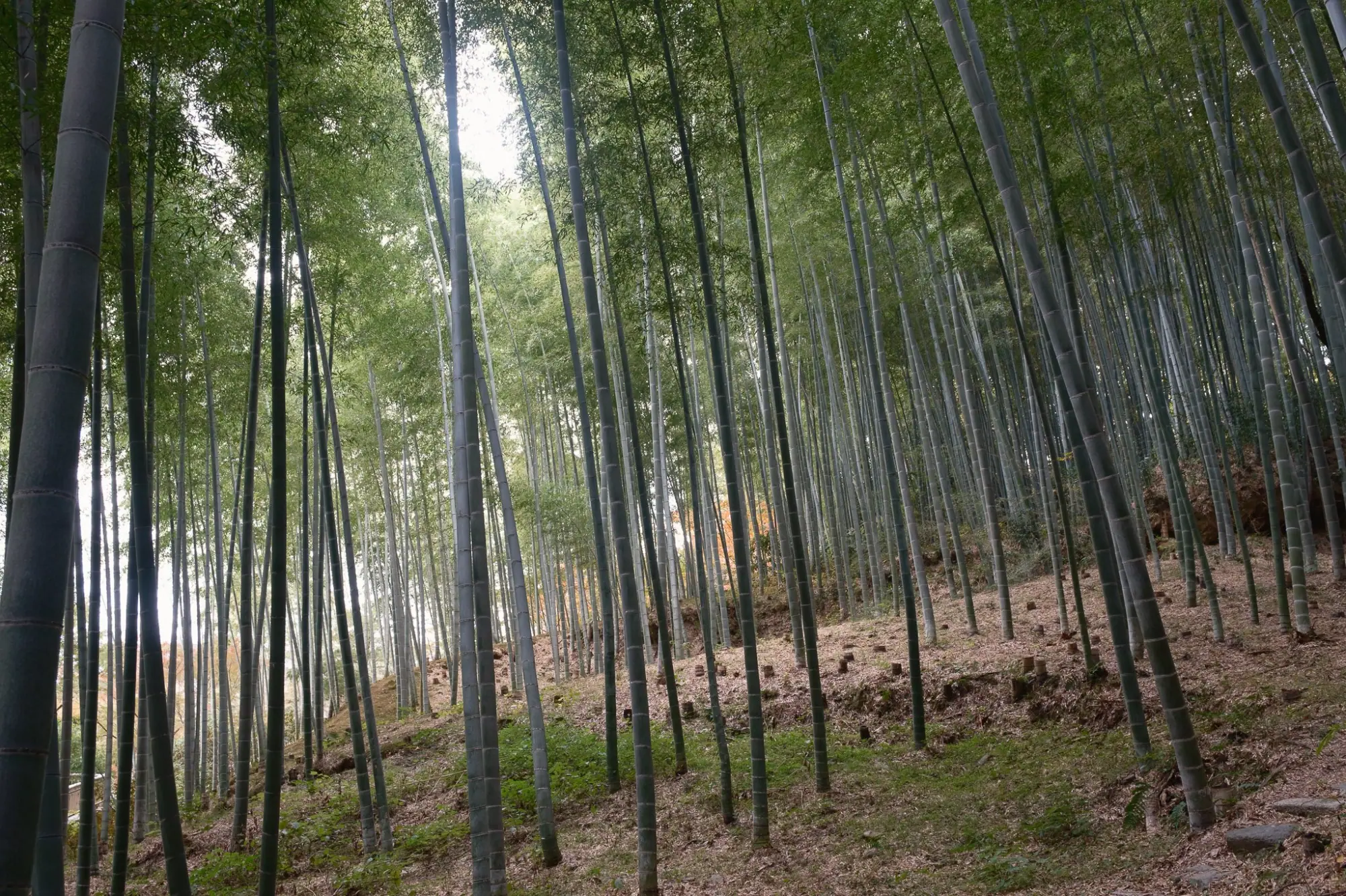 Photo from Arashiyama Bamboo Forest, Kyoto, Japan