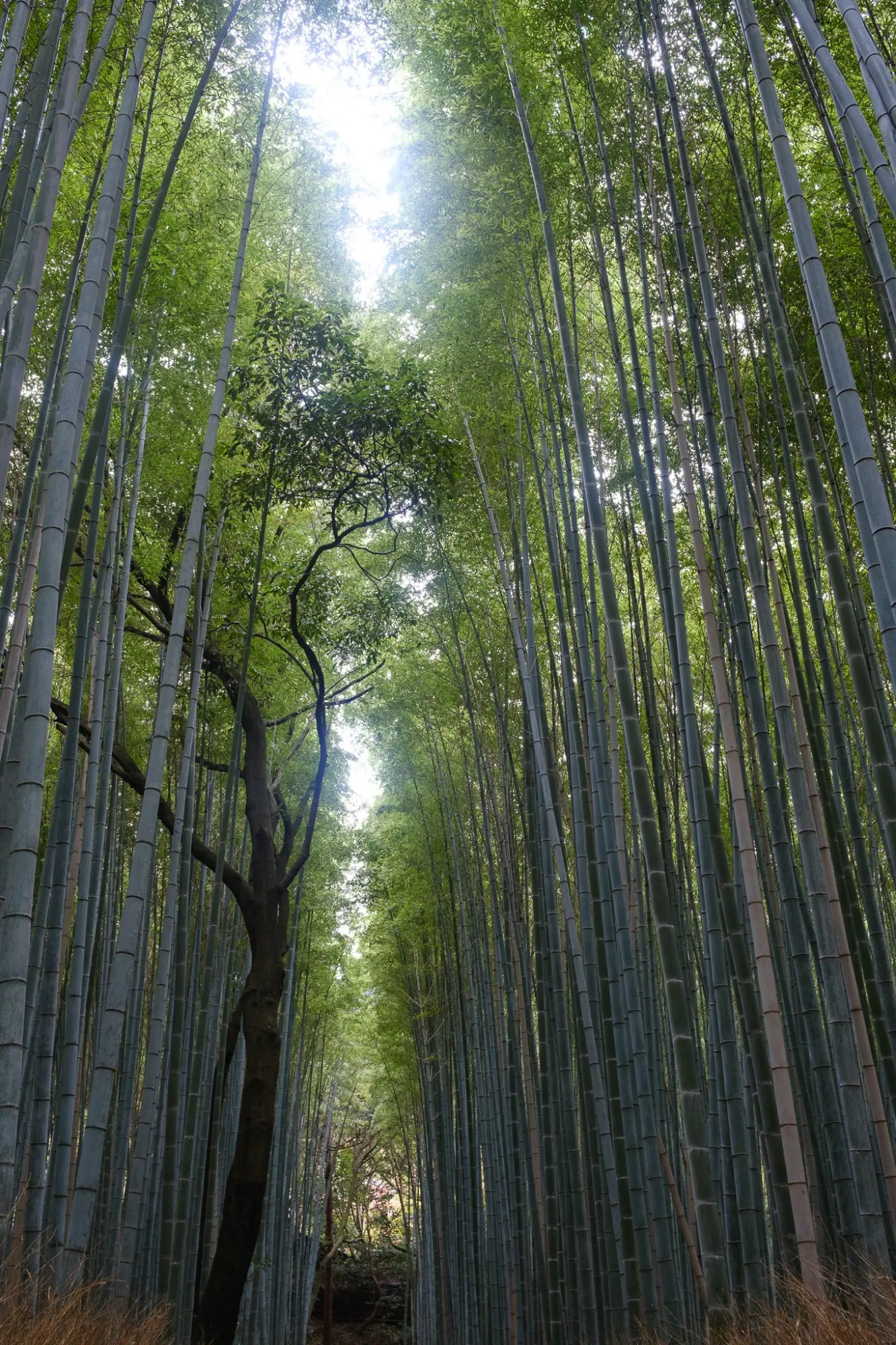 Photo from Arashiyama Bamboo Forest, Kyoto, Japan