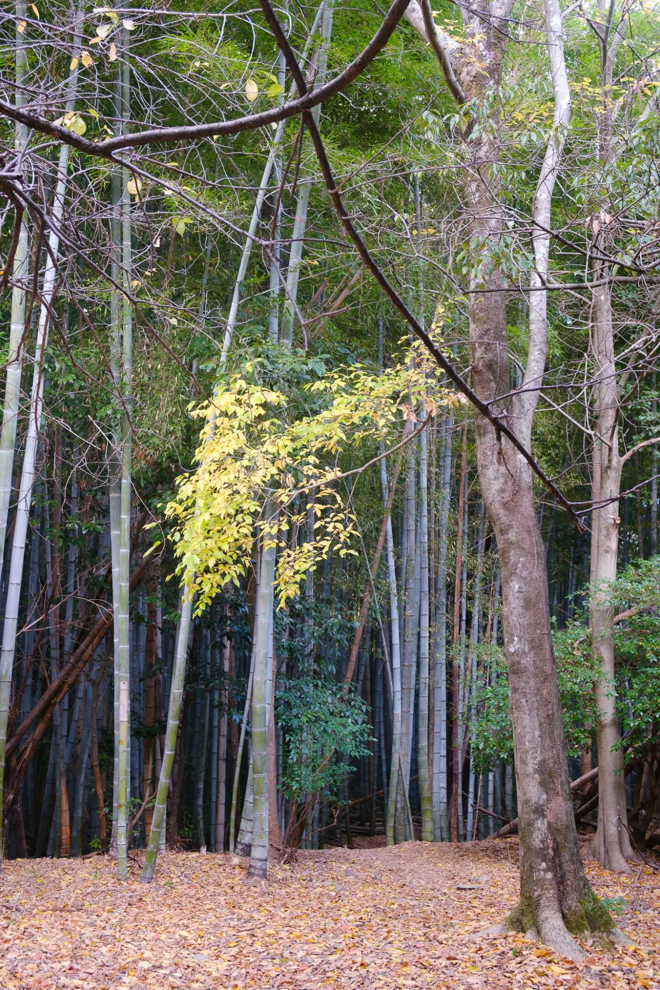 Photo from Arashiyama Bamboo Forest, Kyoto, Japan