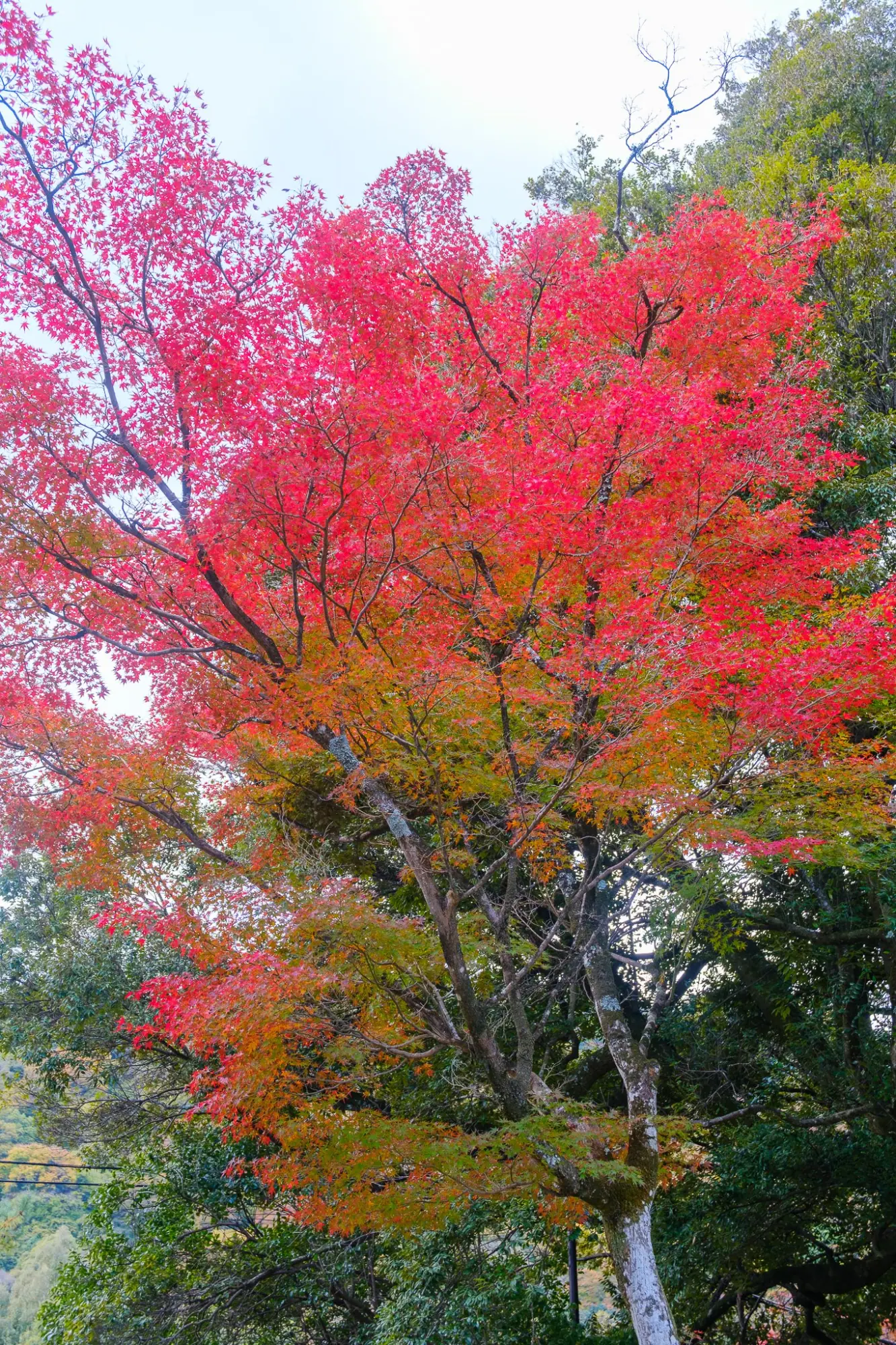Photo from Arashiyama Bamboo Forest, Kyoto, Japan