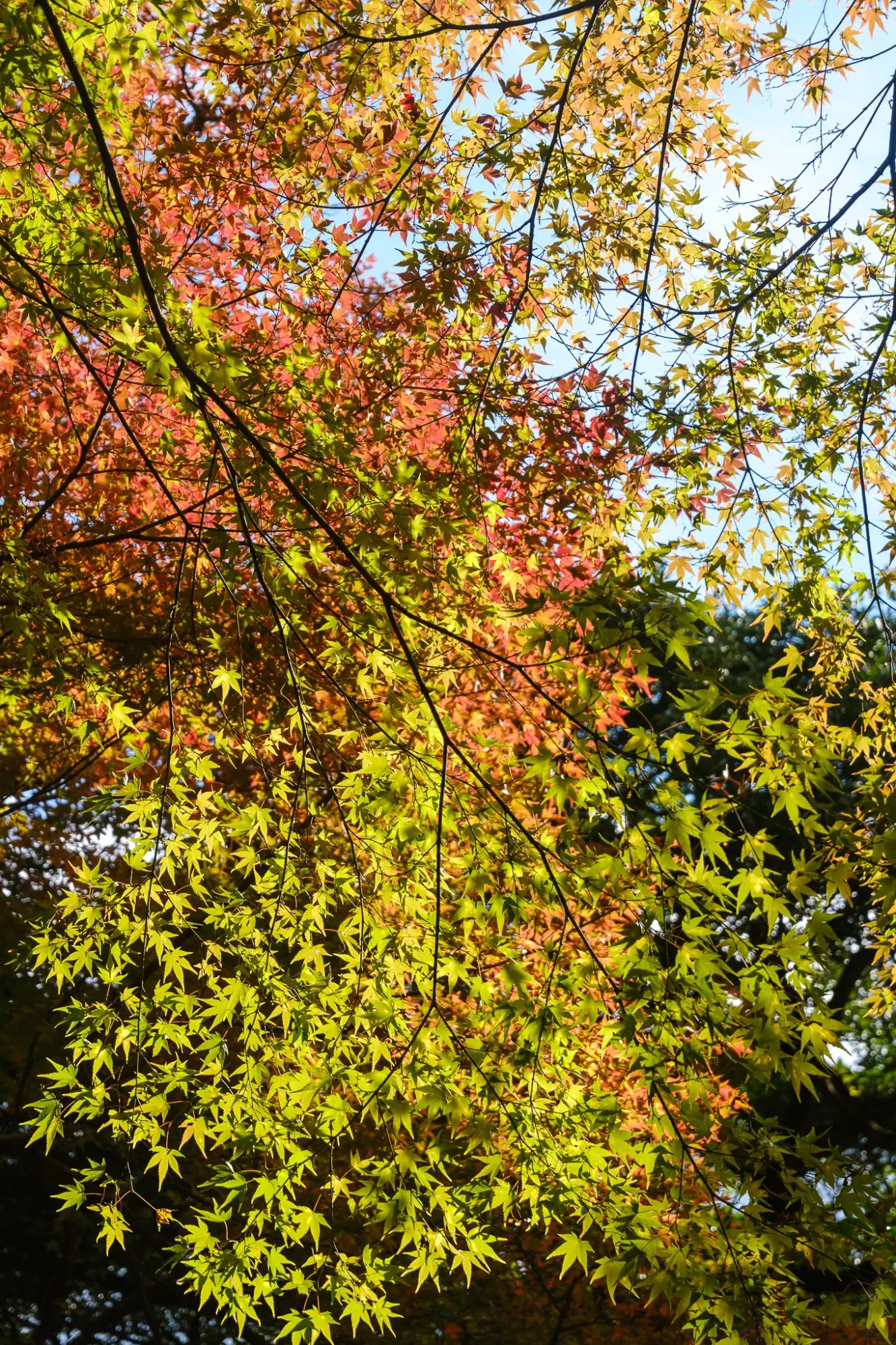 Photo from Arashiyama Bamboo Forest, Kyoto, Japan