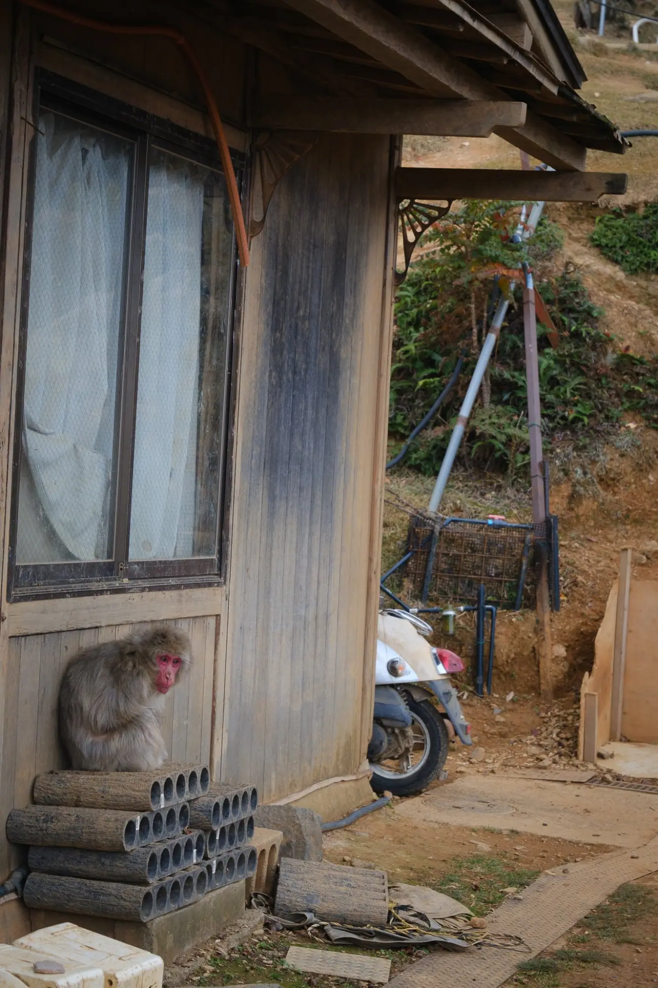 Photo from Togetsukyō Bridge and Arashiyama Monkey Park, Kyoto, Japan