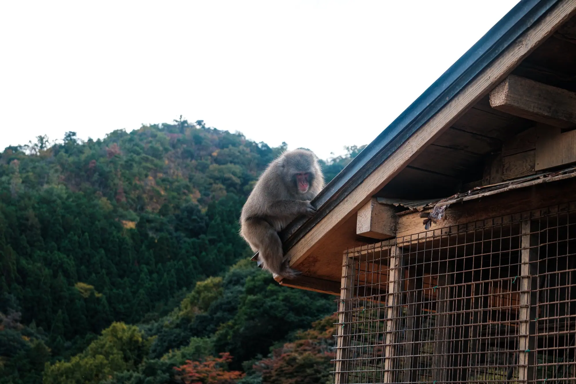 Photo from Togetsukyō Bridge and Arashiyama Monkey Park, Kyoto, Japan